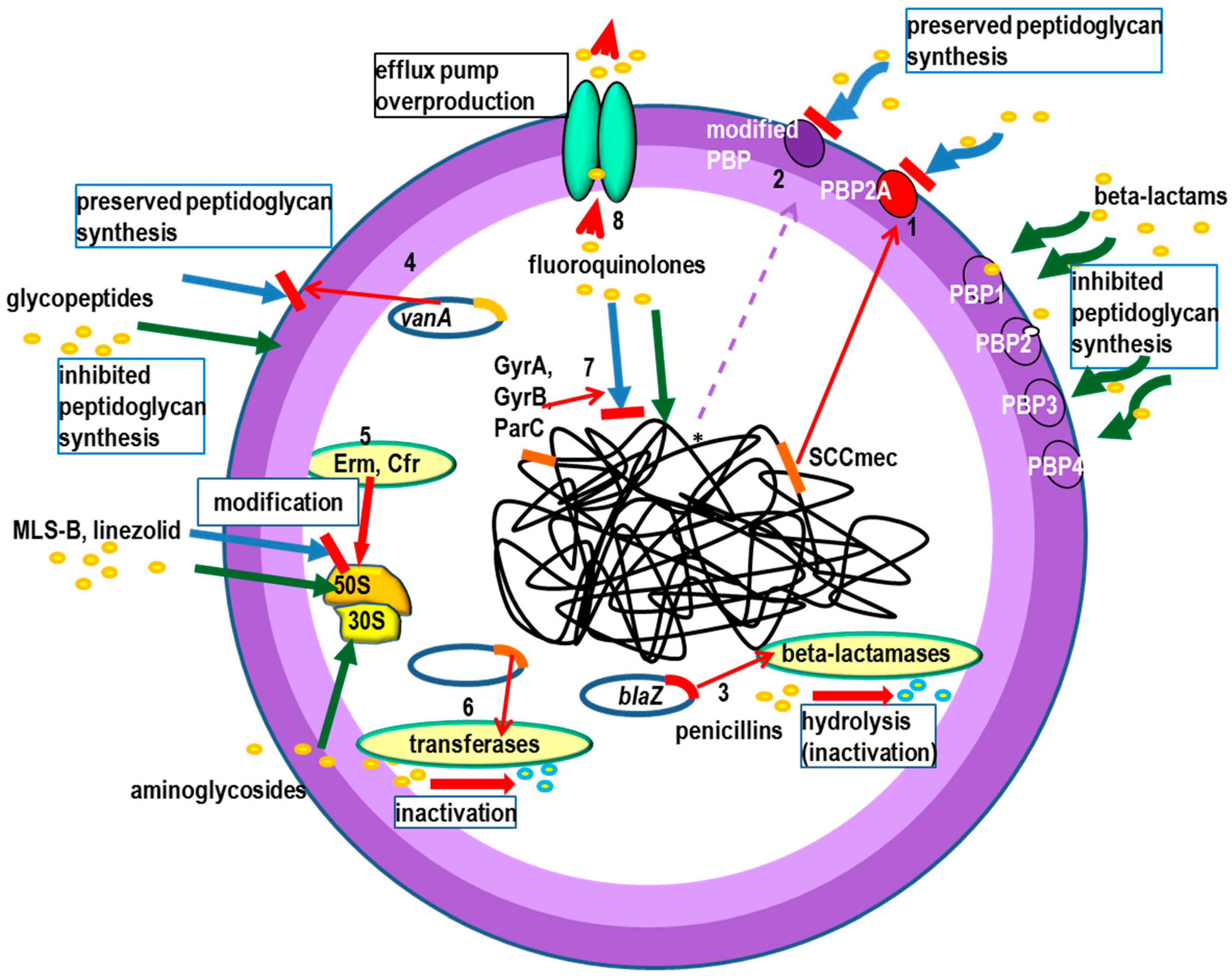 Research aims to prevent resistance to staph infection treatment