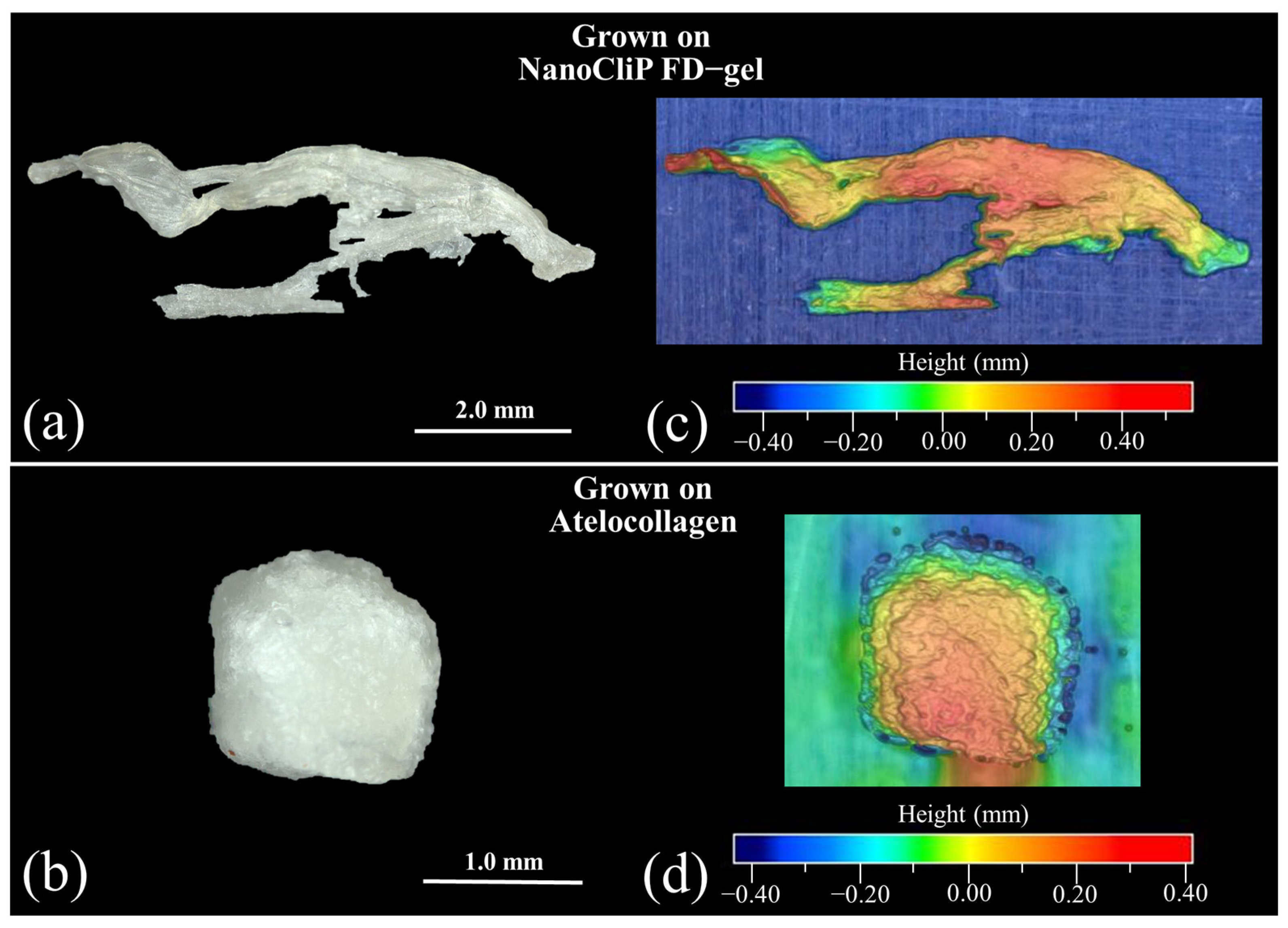 Ijms 23 08099 g001 550