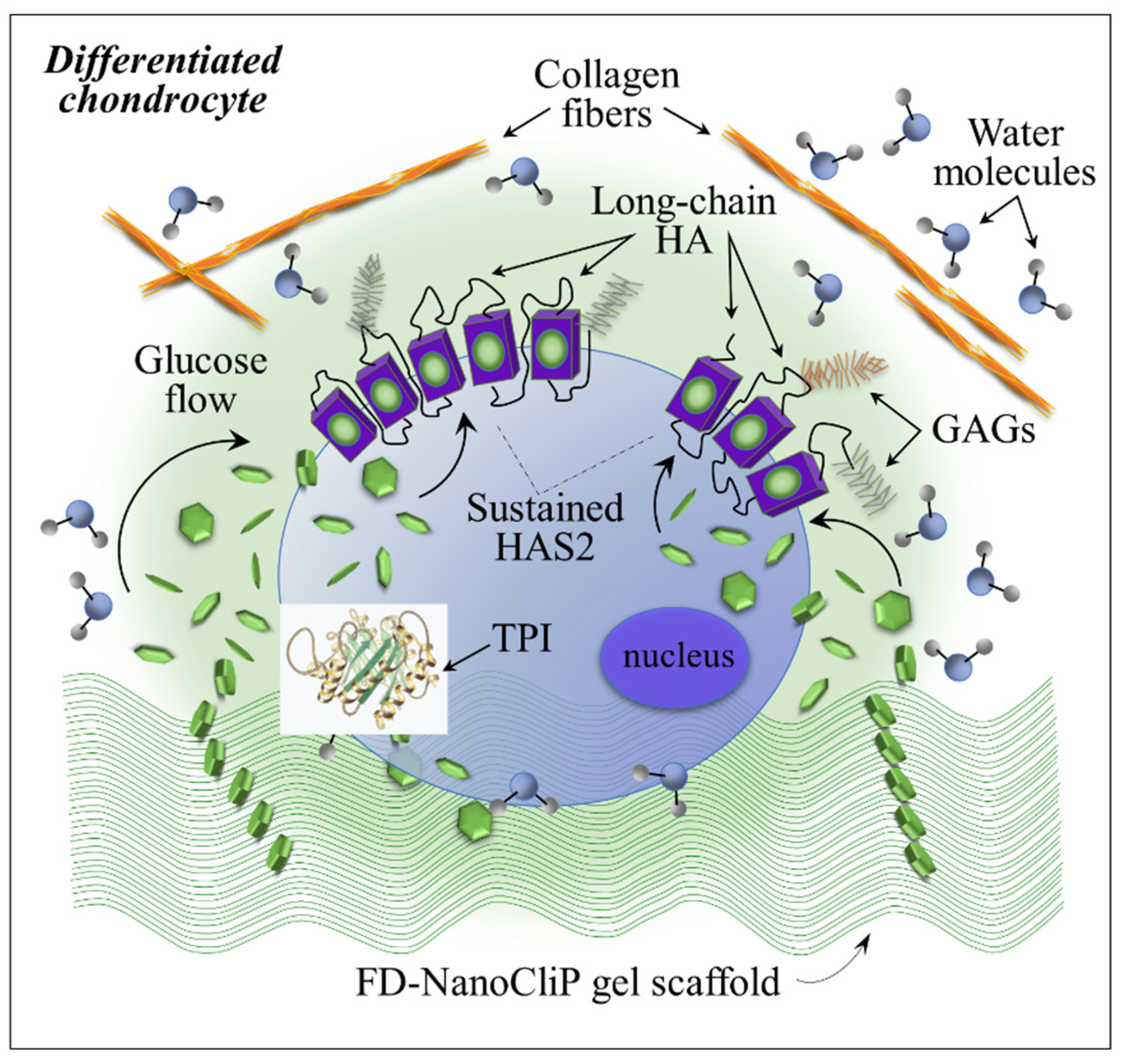 Ijms 23 08099 g010 550