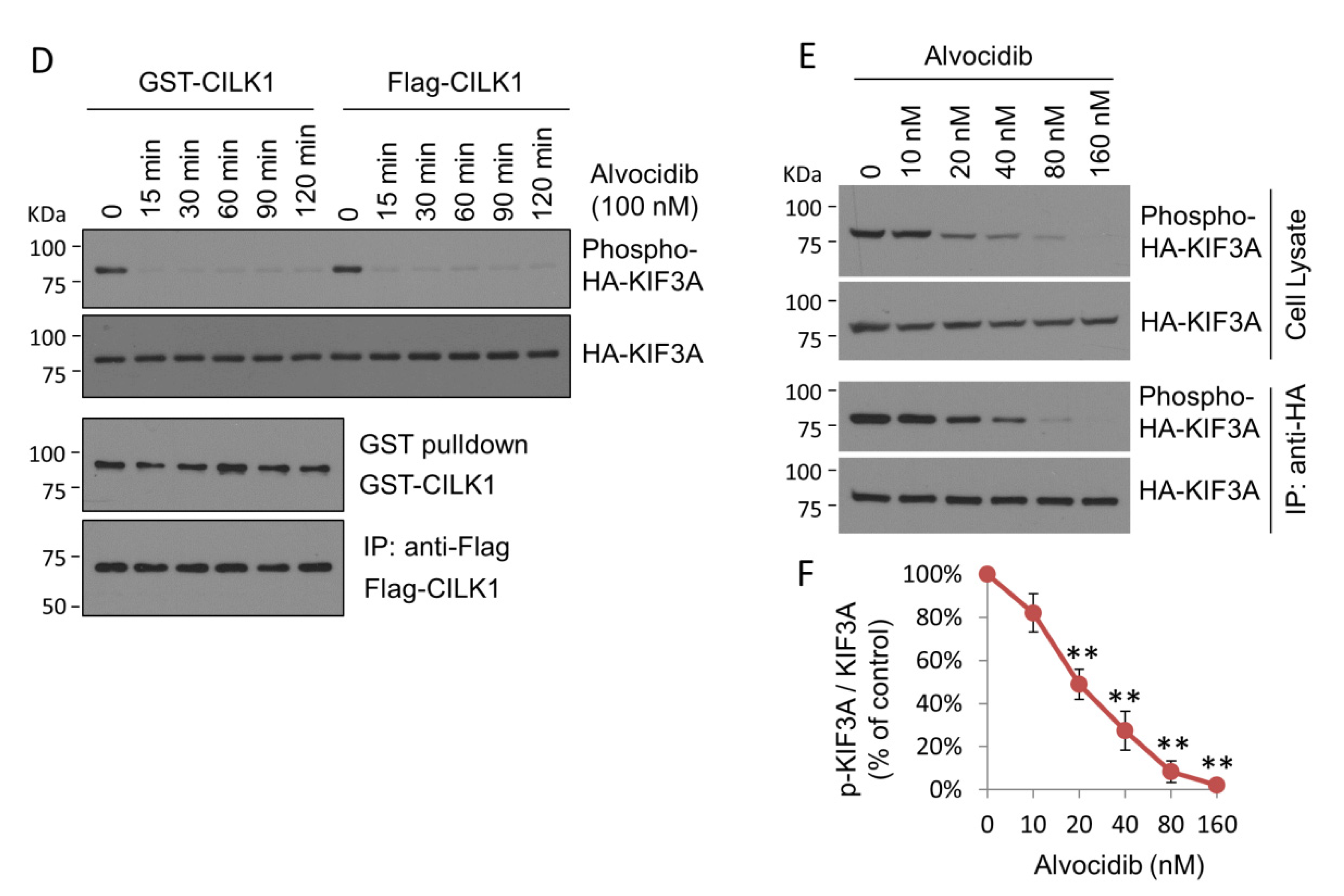Ijms 23 08121 g001b 550