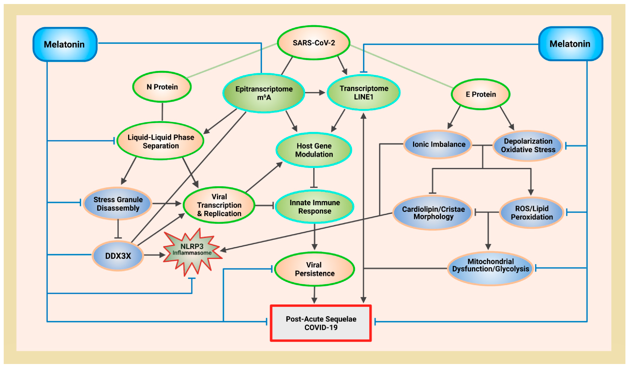 IJMS | Free Full-Text | Melatonin: Regulation of Viral Phase Separation and  Epitranscriptomics in Post-Acute Sequelae of COVID-19