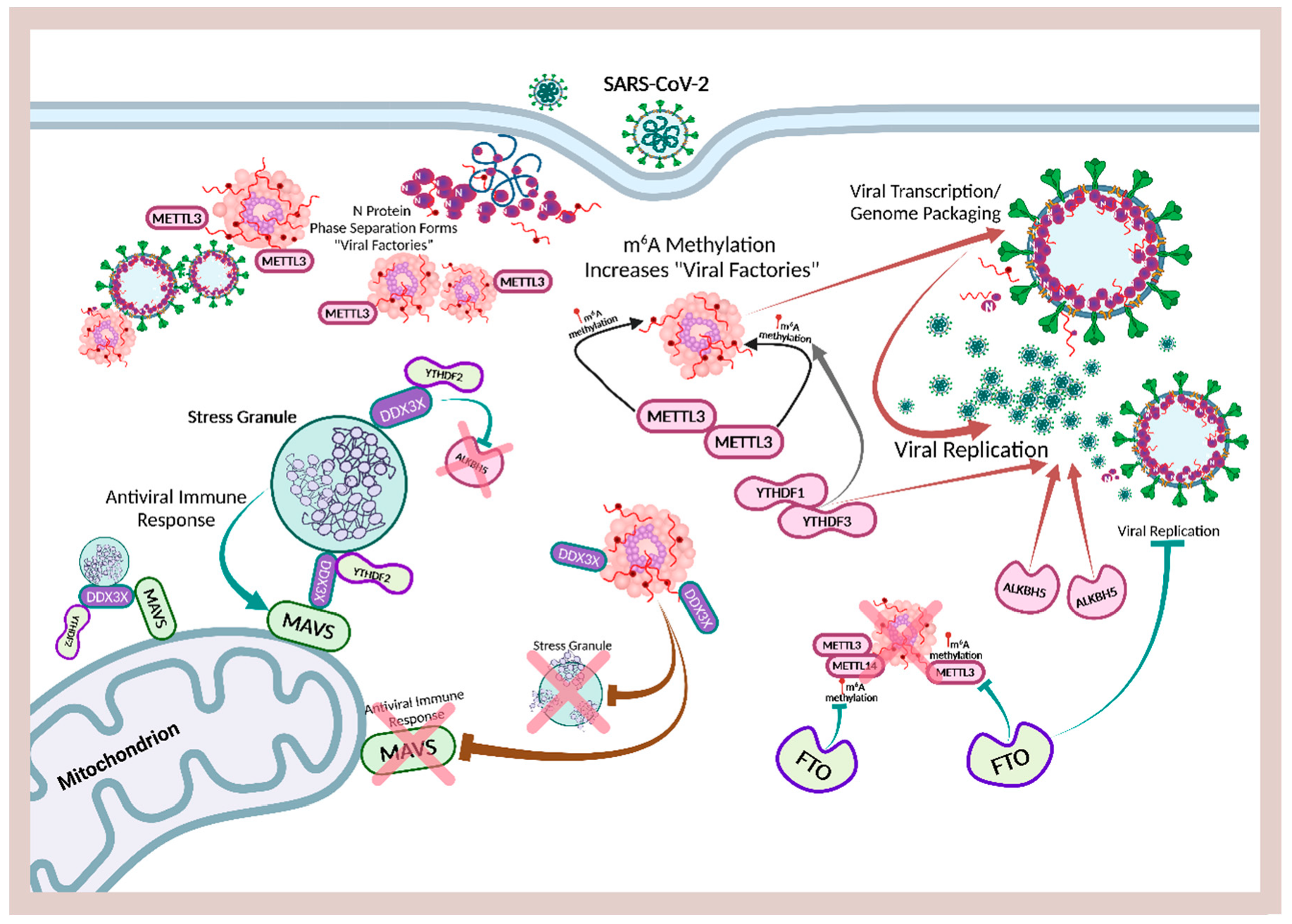 Ijms 23 08122 g003 Ijms 23 08122 g003