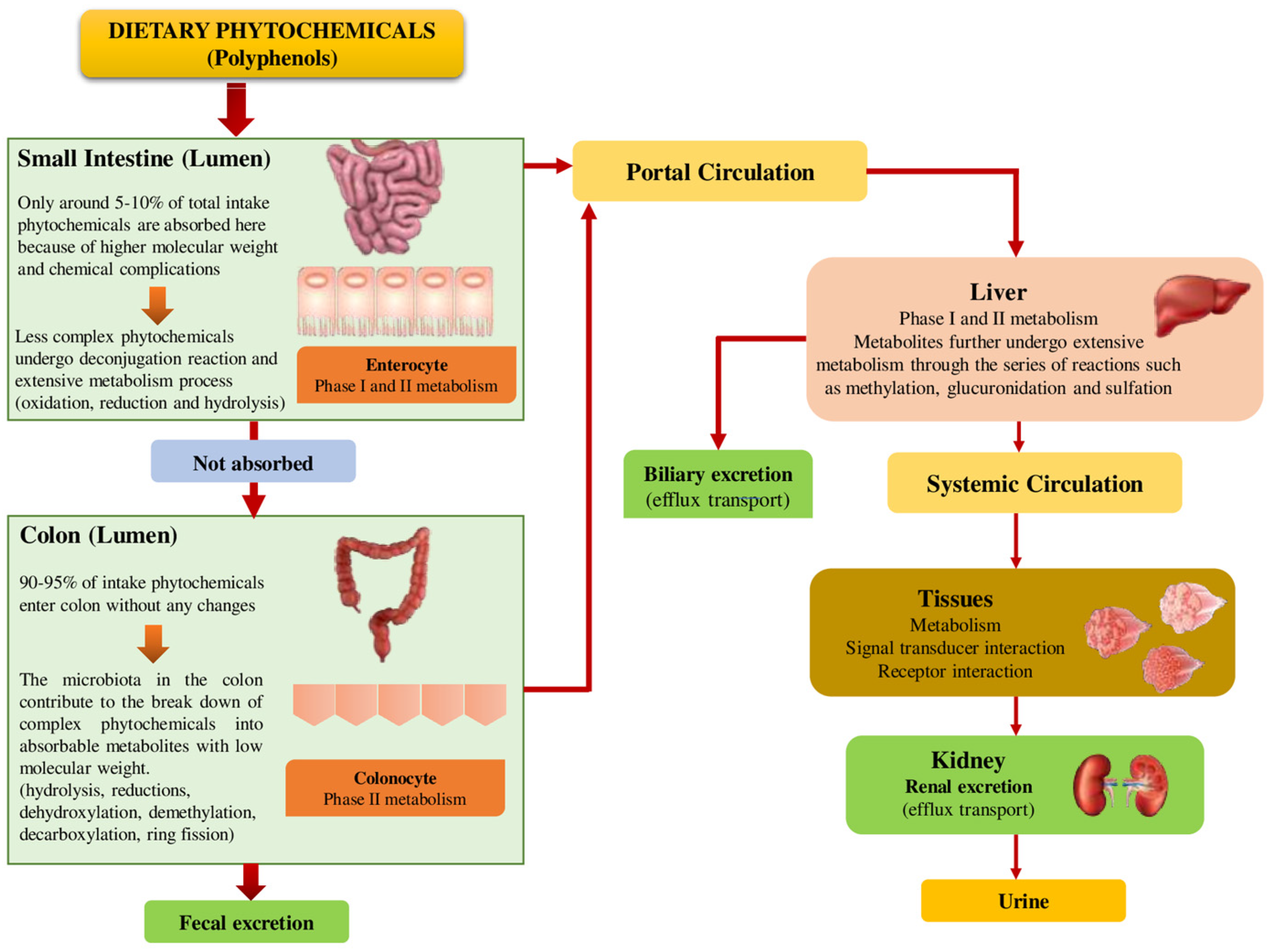 Ijms 23 08124 g003 550