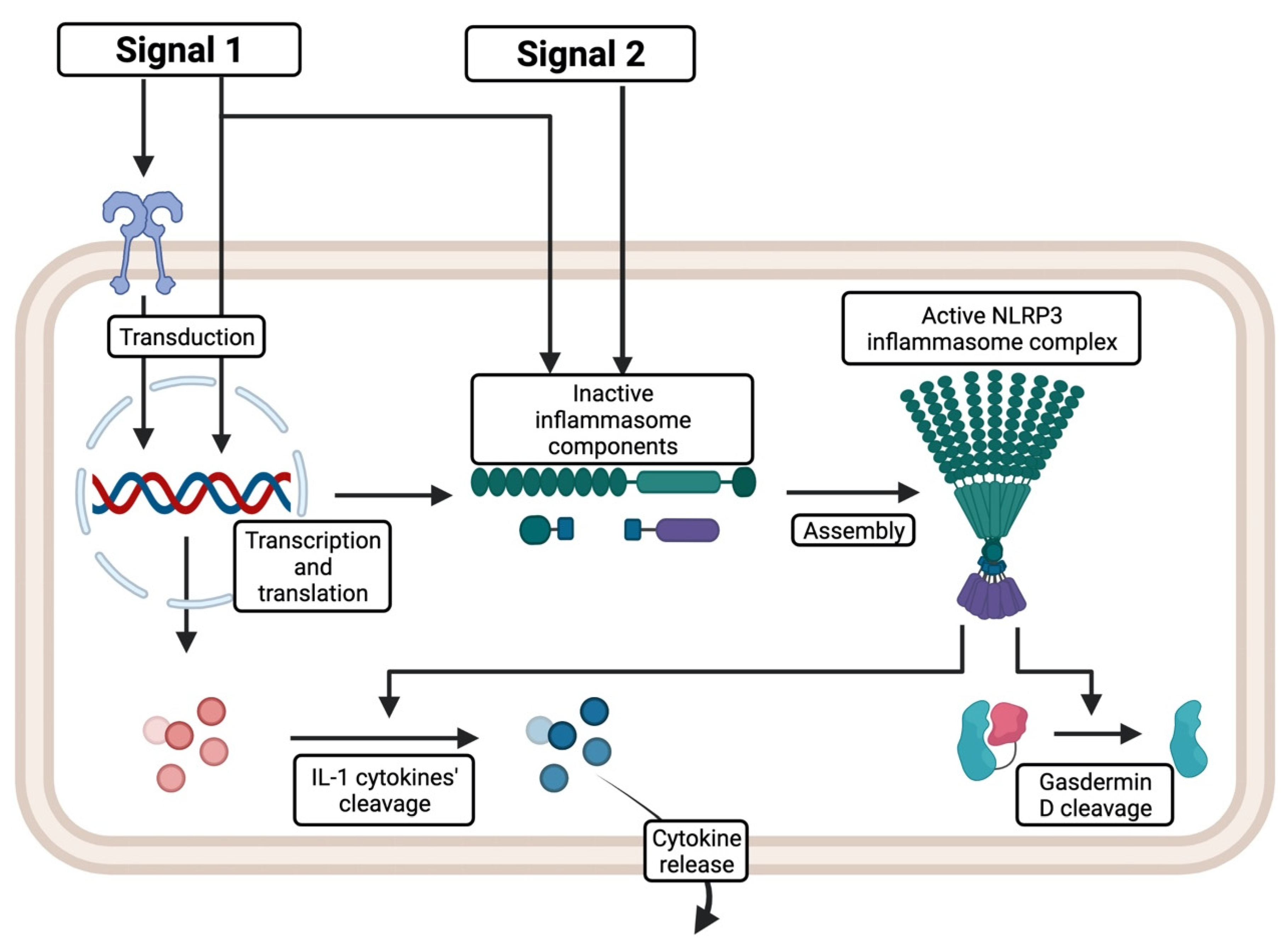 Ijms 23 08129 g002 550