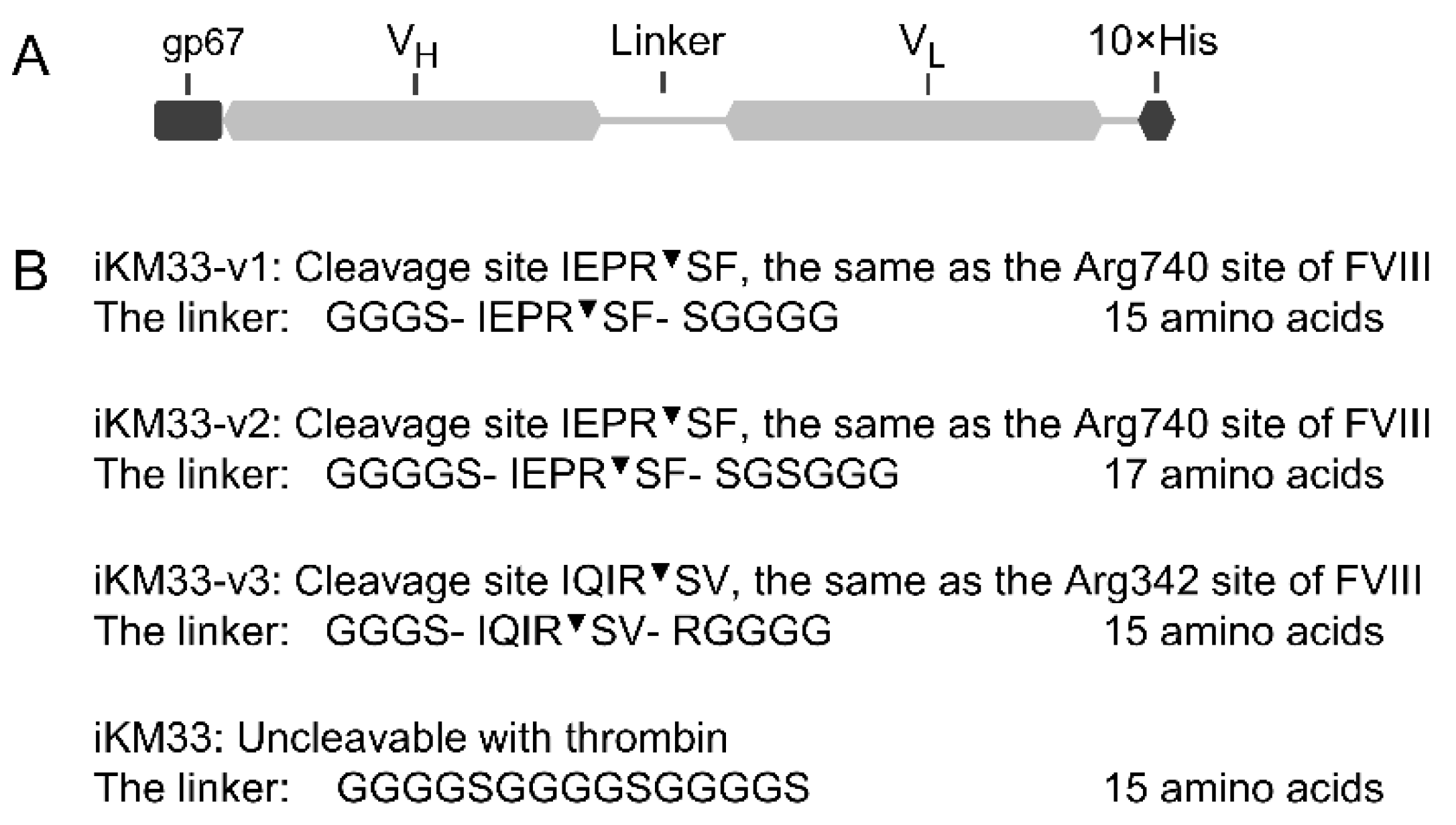 Ijms 23 08134 g001 Ijms 23 08134 g001