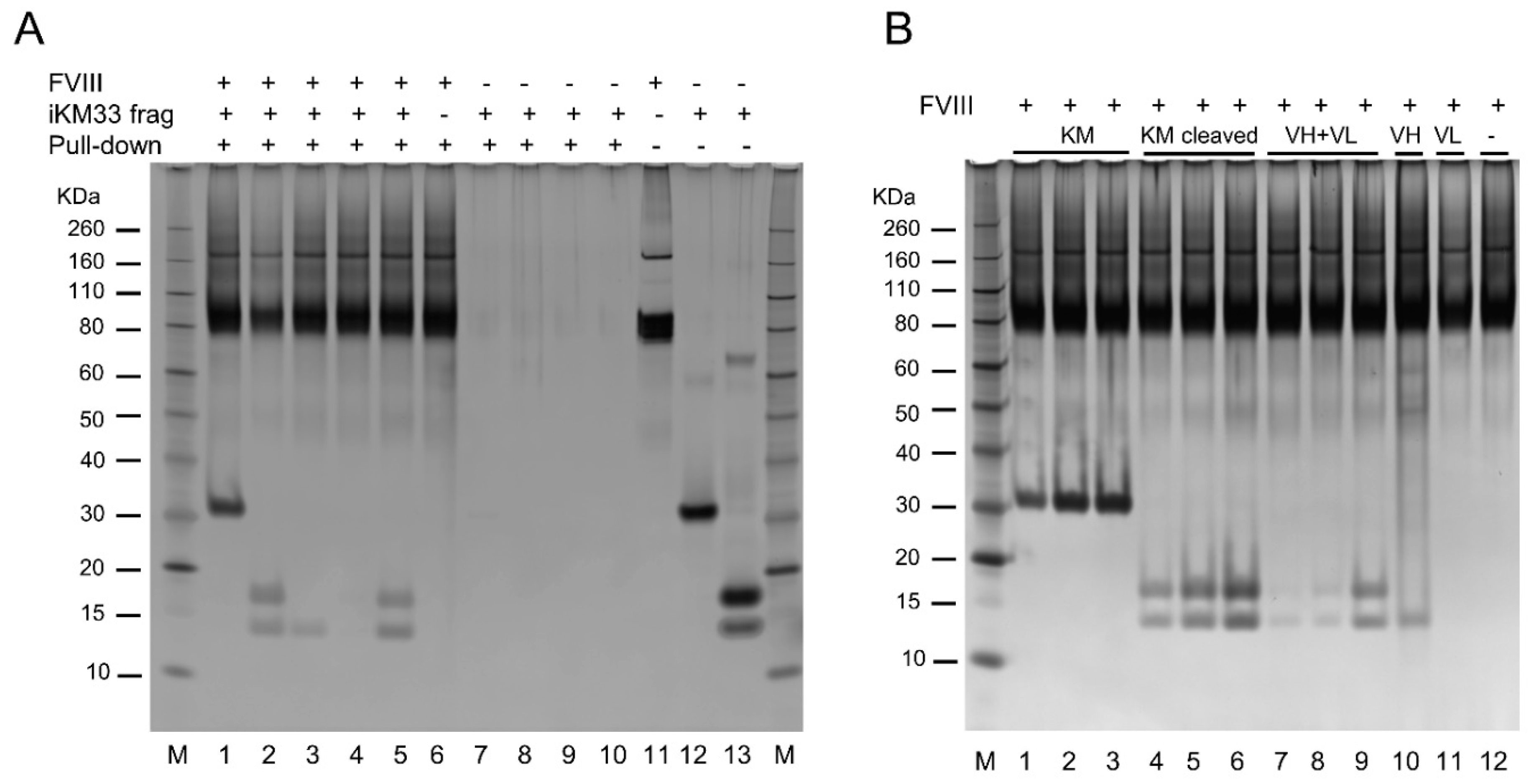 Ijms 23 08134 g008 Ijms 23 08134 g008