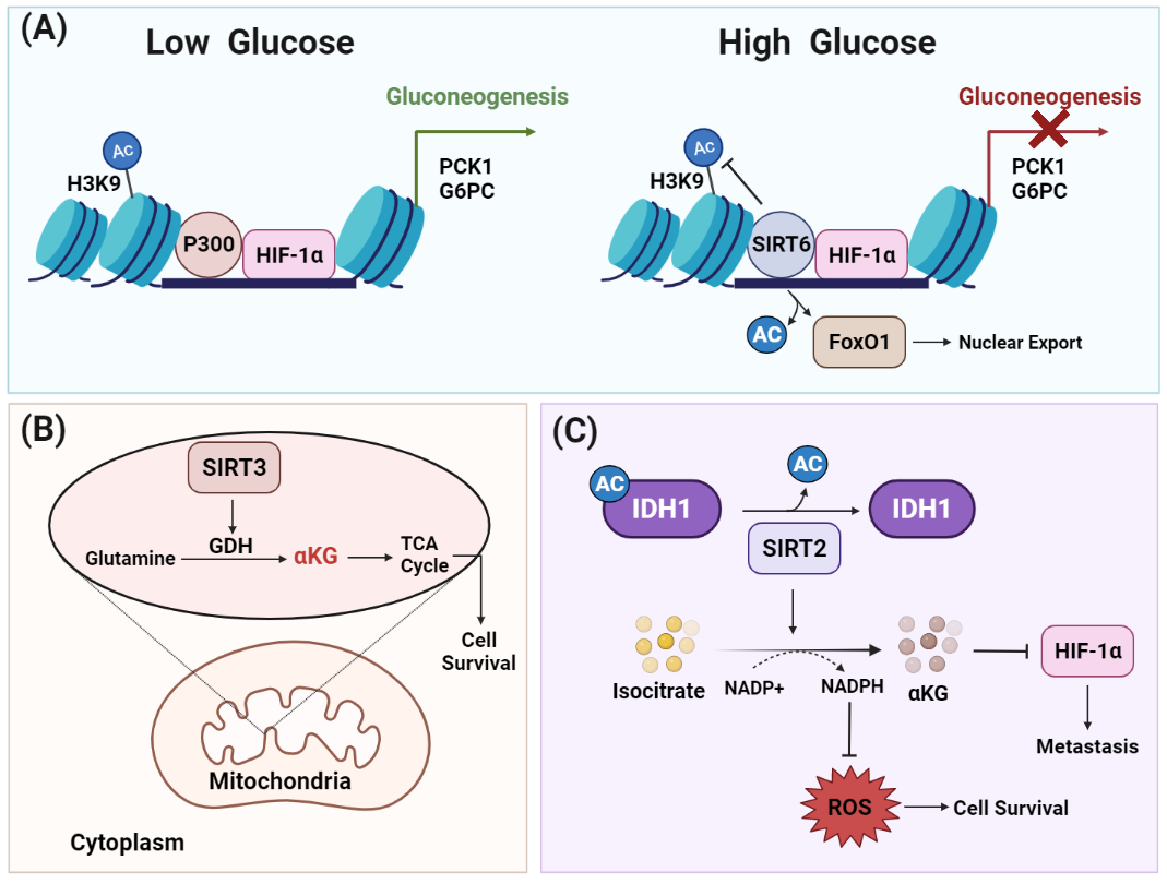 Ijms 23 08141 g005 550