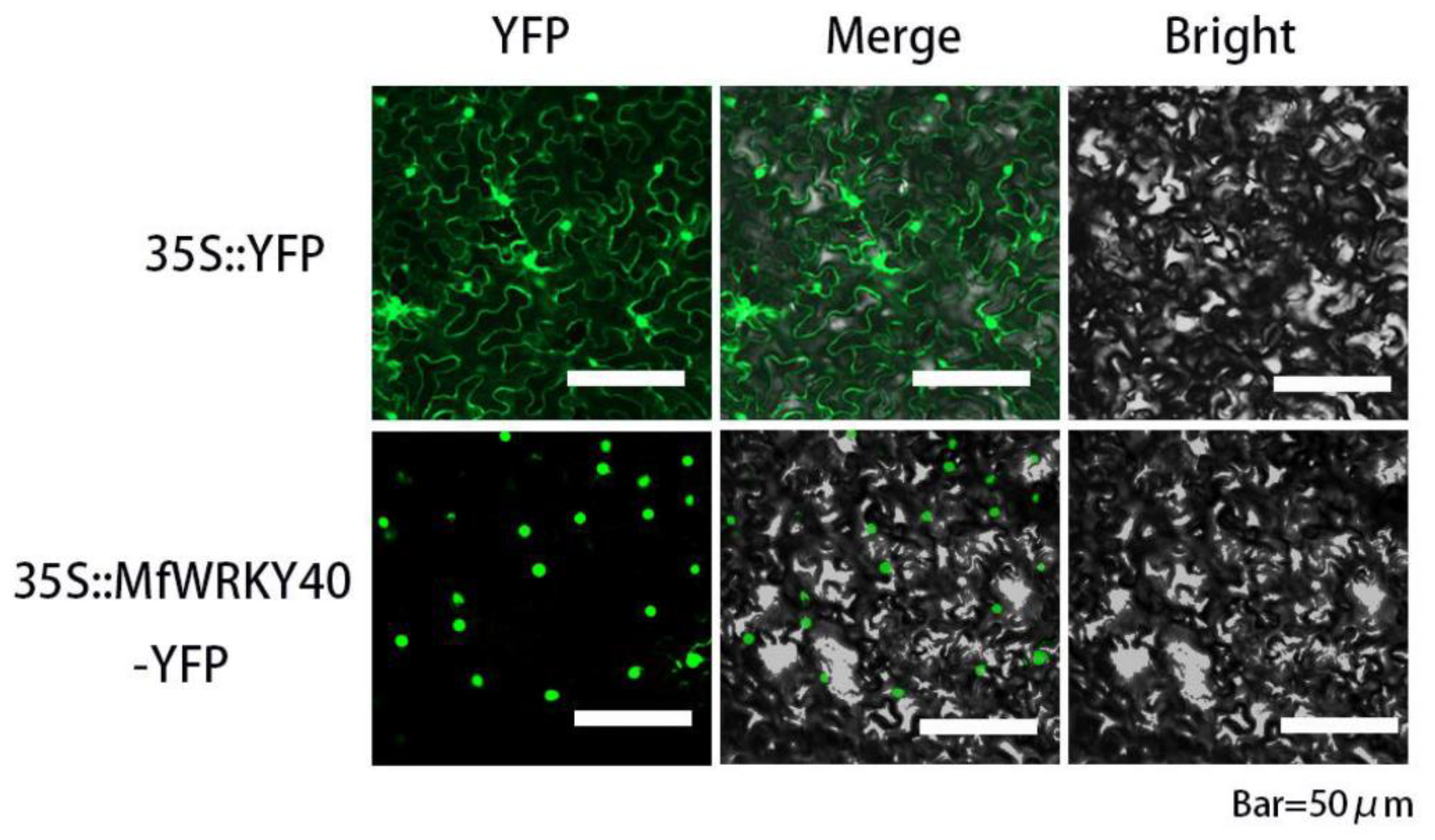 Ijms 23 08145 g002 550