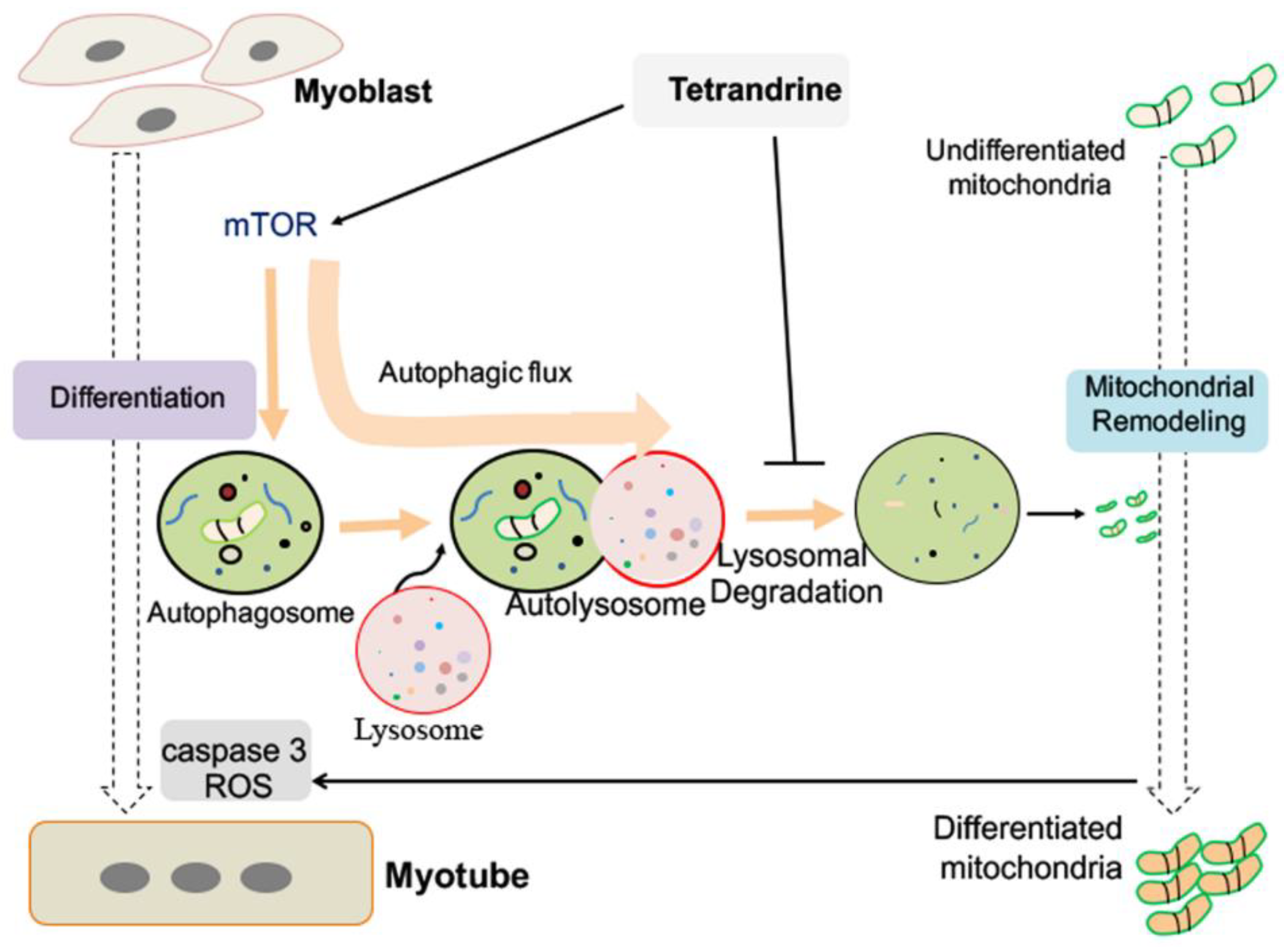 Ijms 23 08148 g006 550