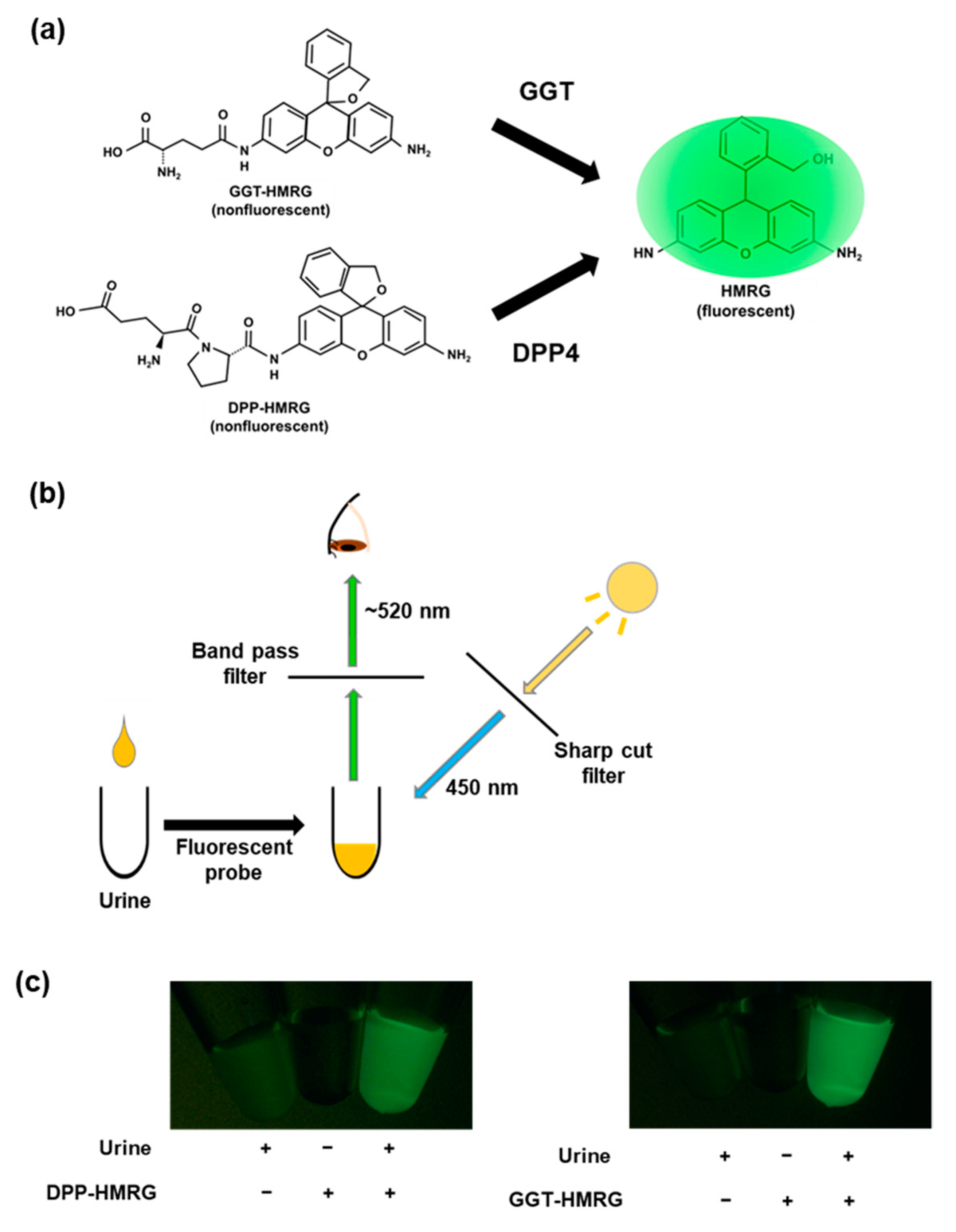 Ijms 23 08150 g001 550