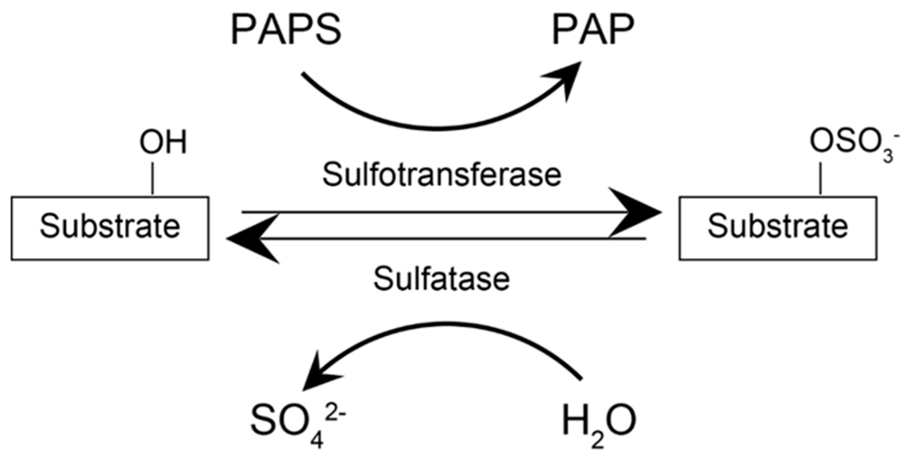 Ijms 23 08153 g001 550