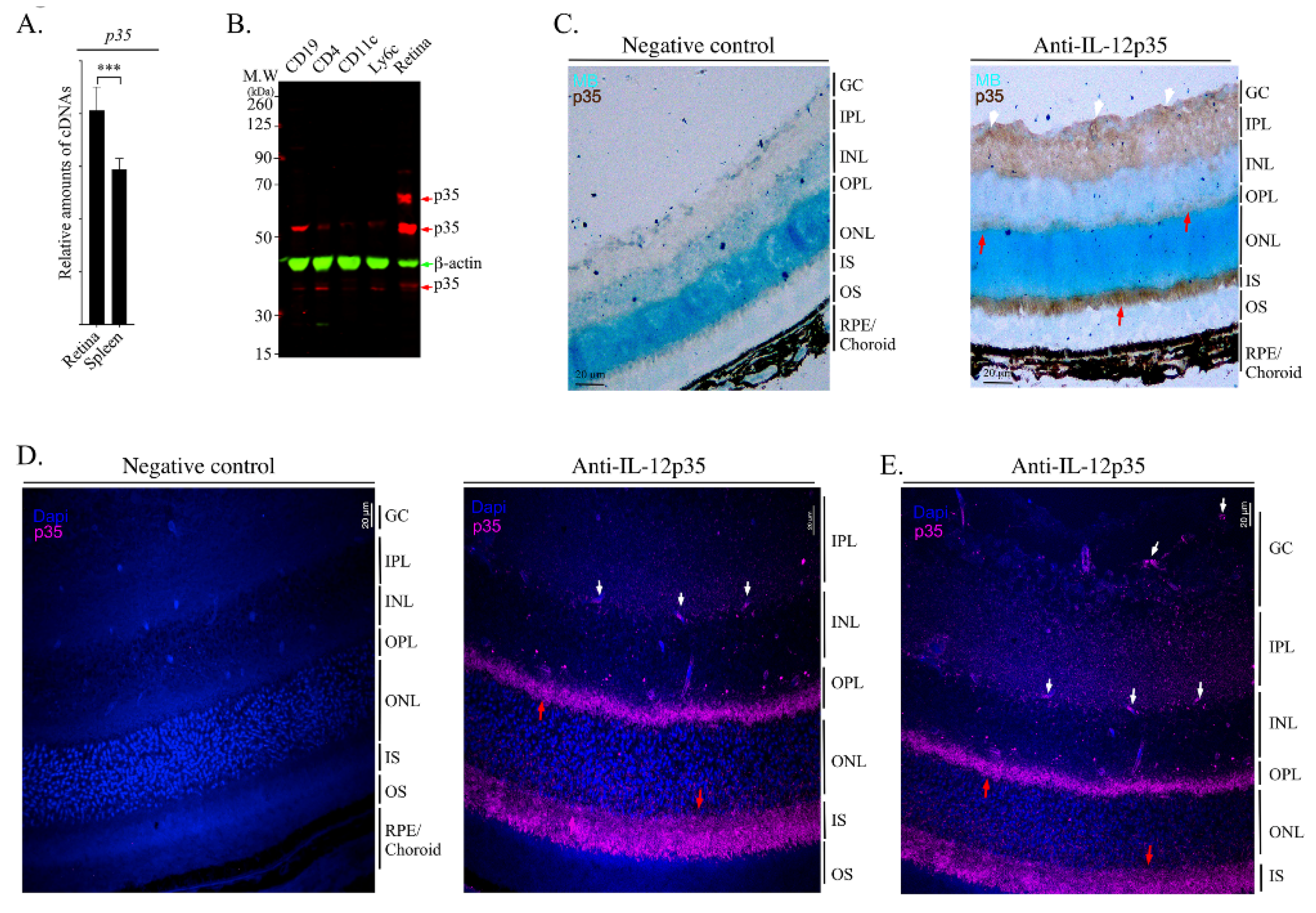 Ijms 23 08156 g003 550