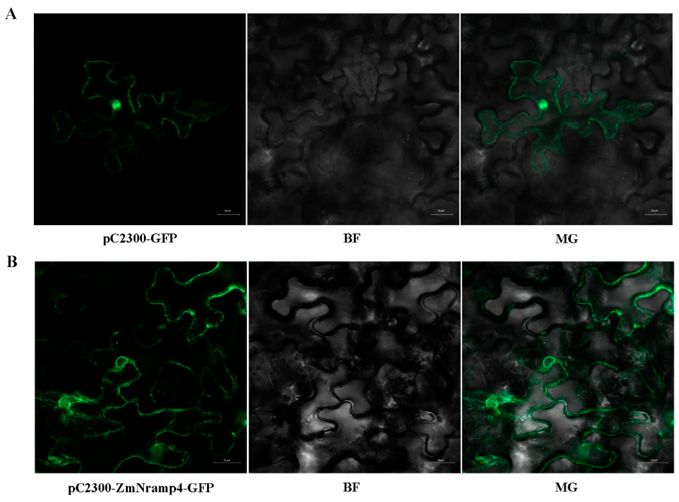 Ijms 23 08162 g003 550