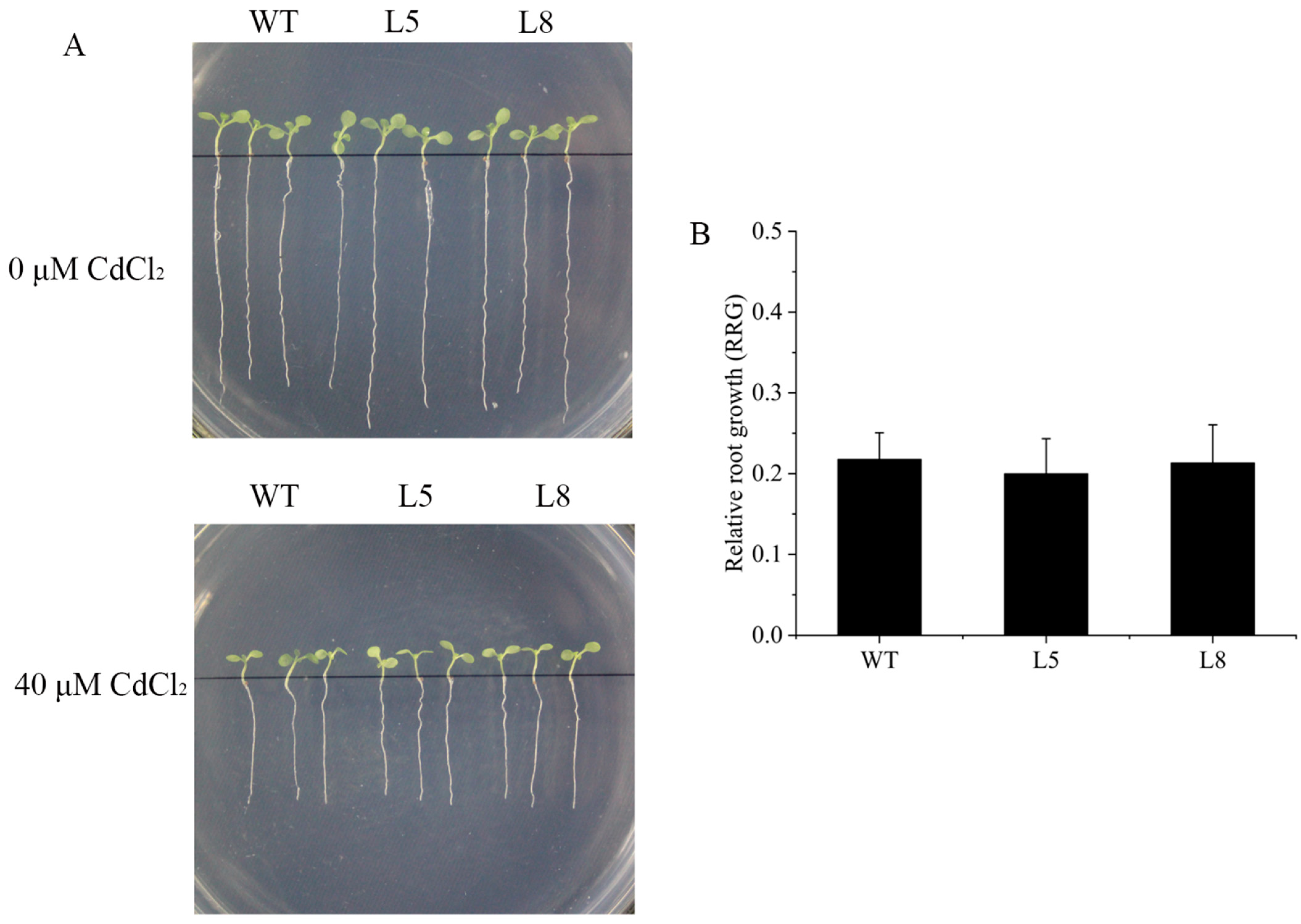 Ijms 23 08162 g006 550