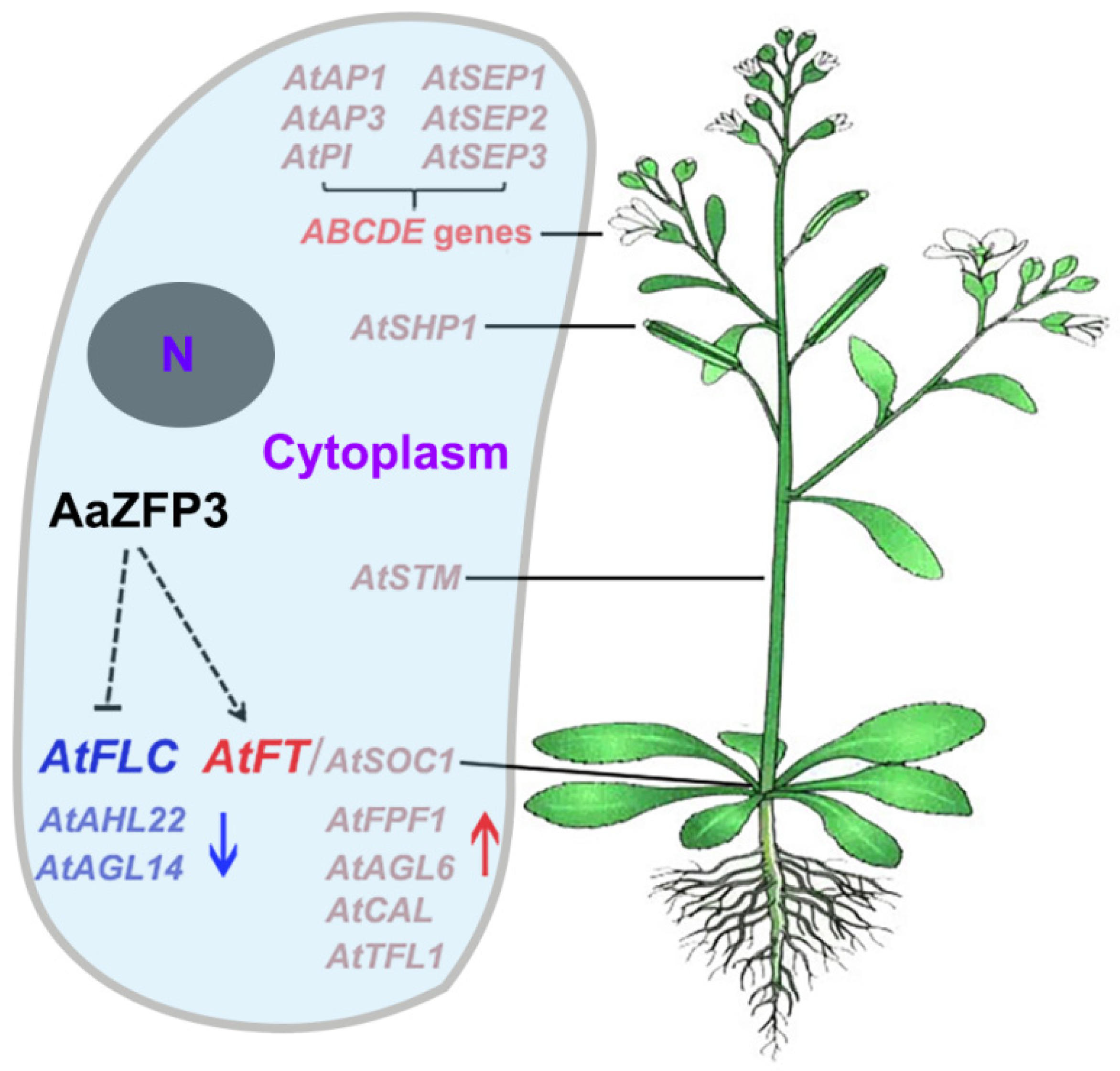 AaZFP3, a Novel CCCH-Type Zinc Finger Protein from Adonis