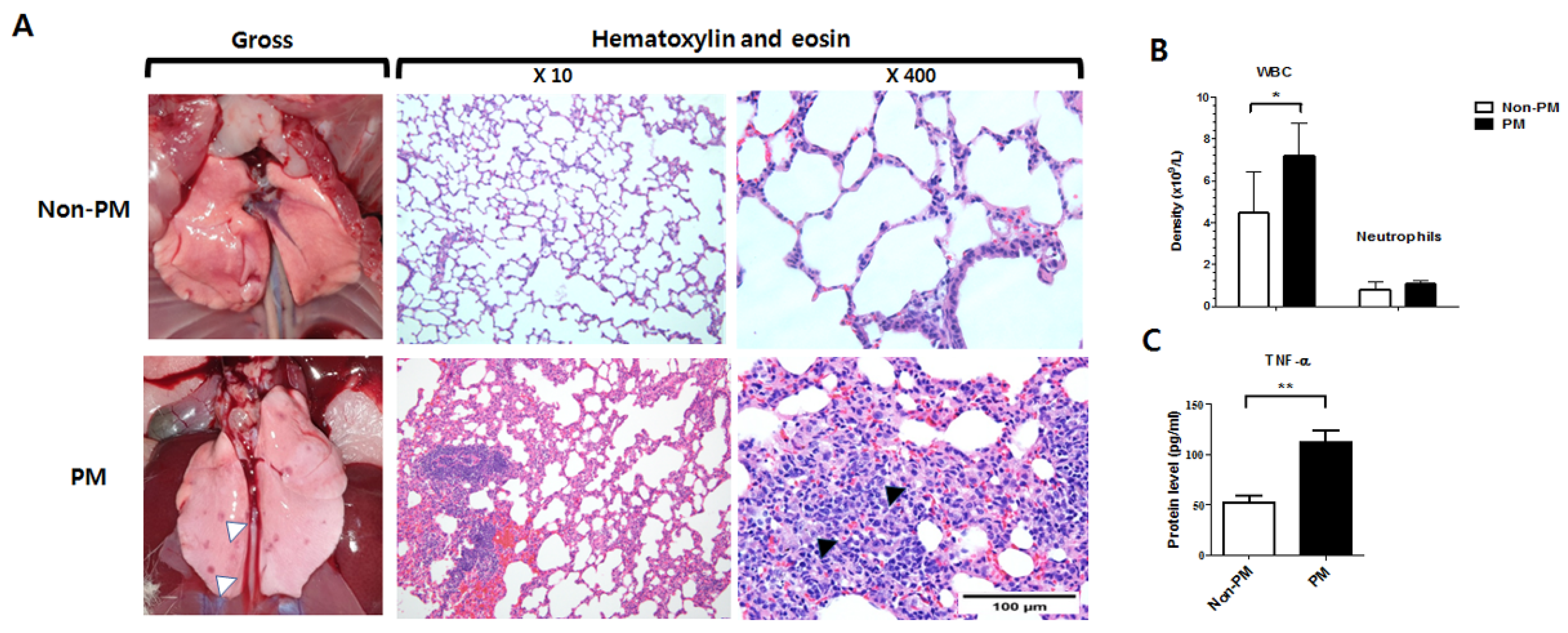 Ijms 23 08170 g001 550