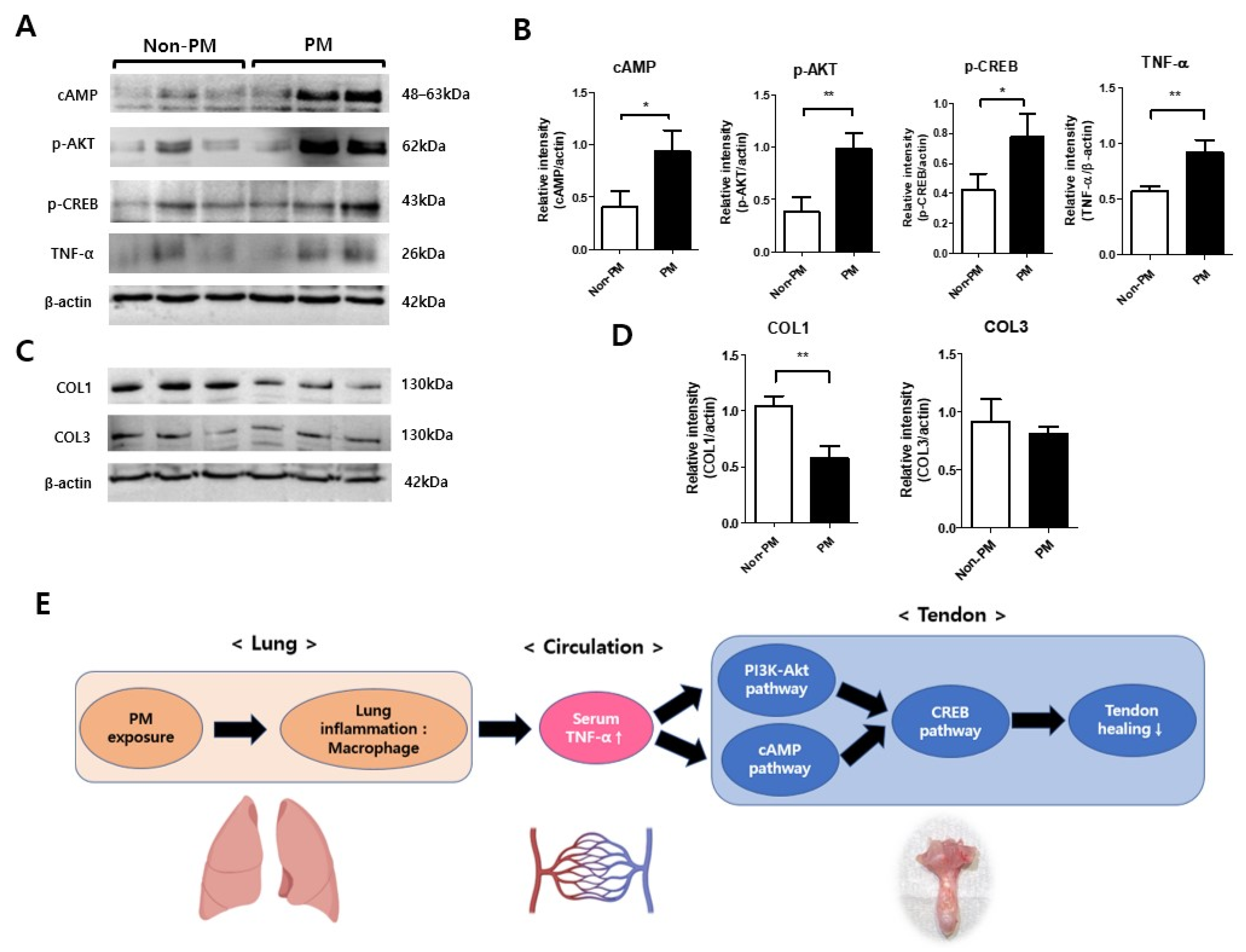 Ijms 23 08170 g006 550
