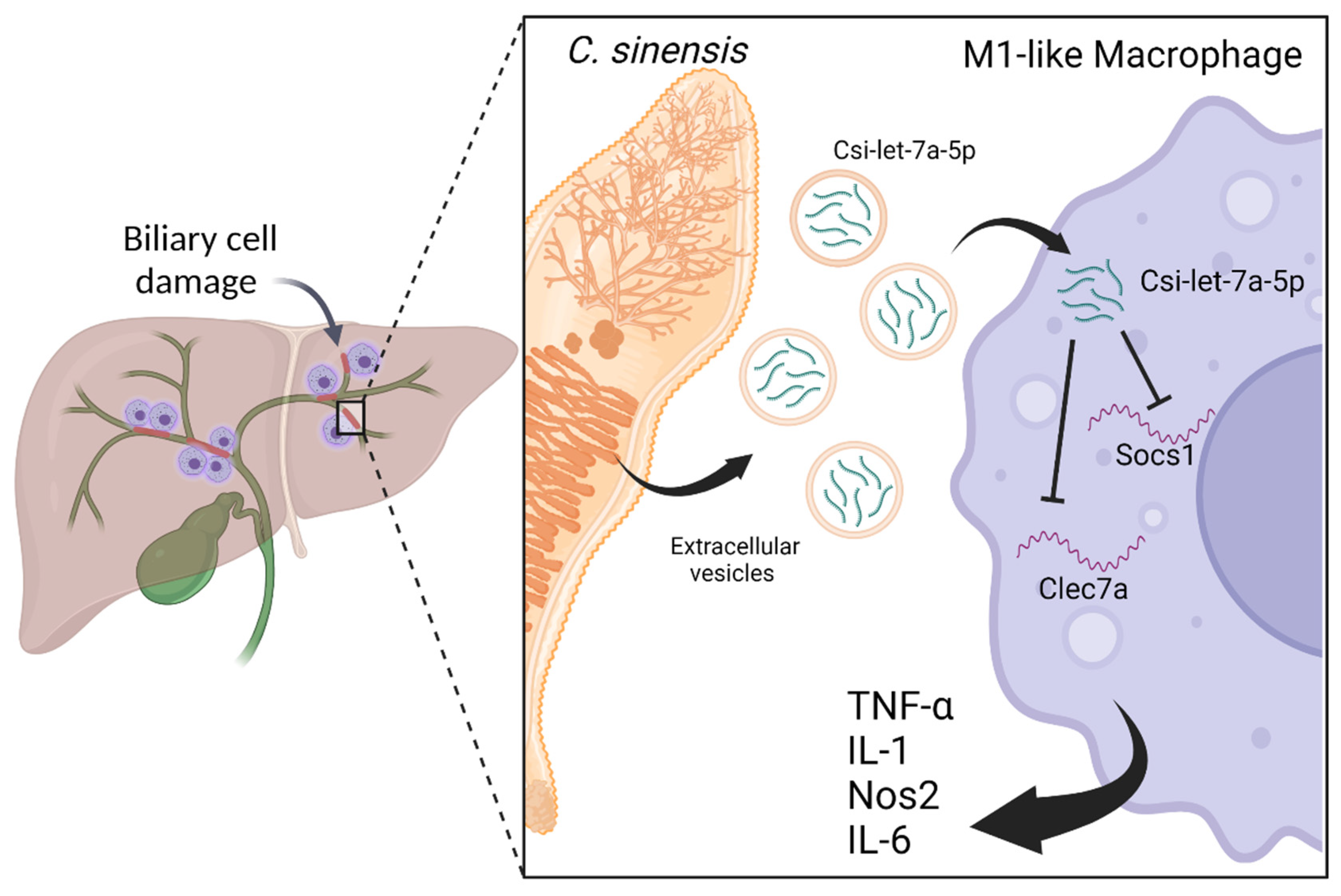 Ijms 23 08173 g004 550