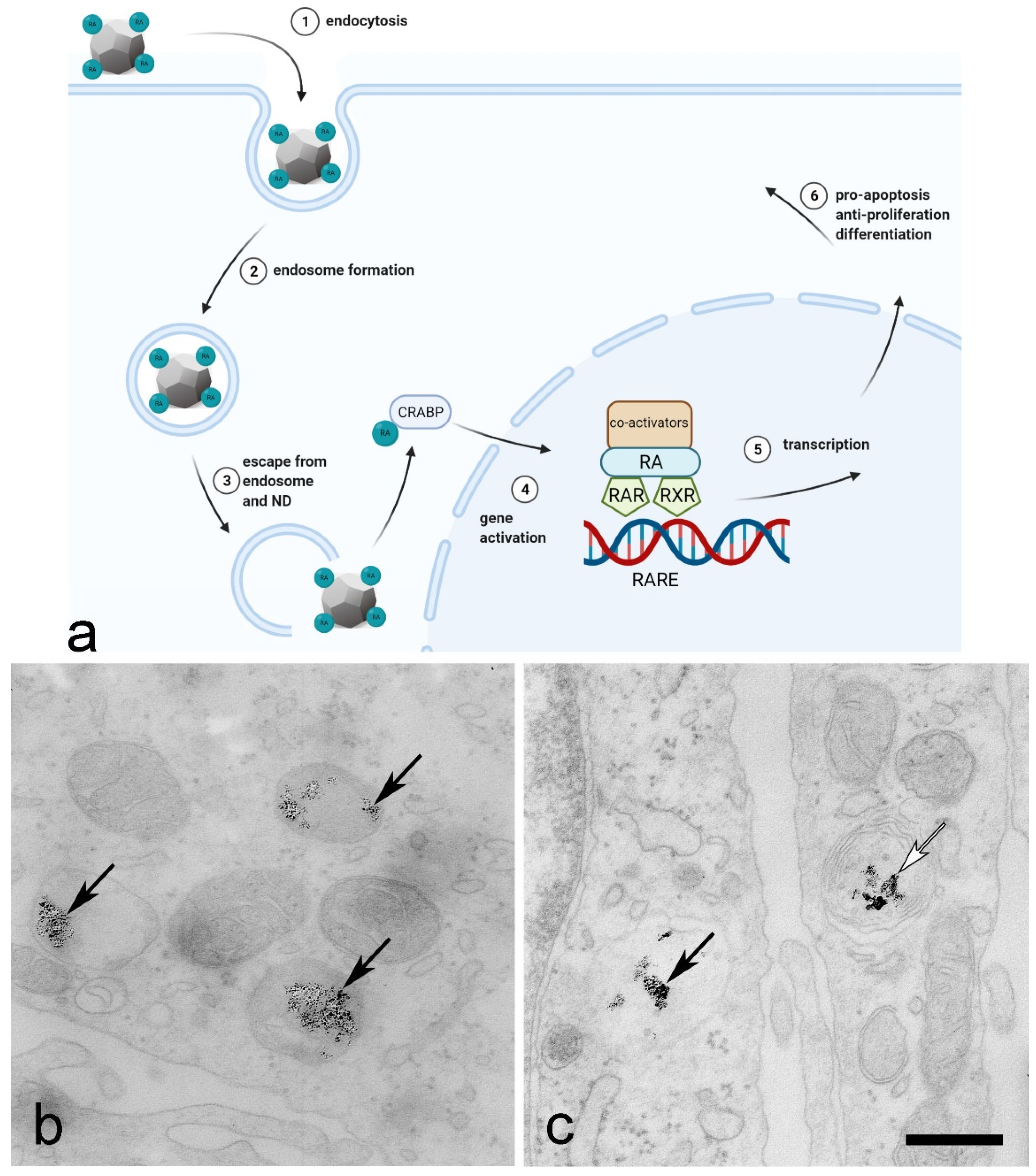 Ijms 23 08183 g003 550