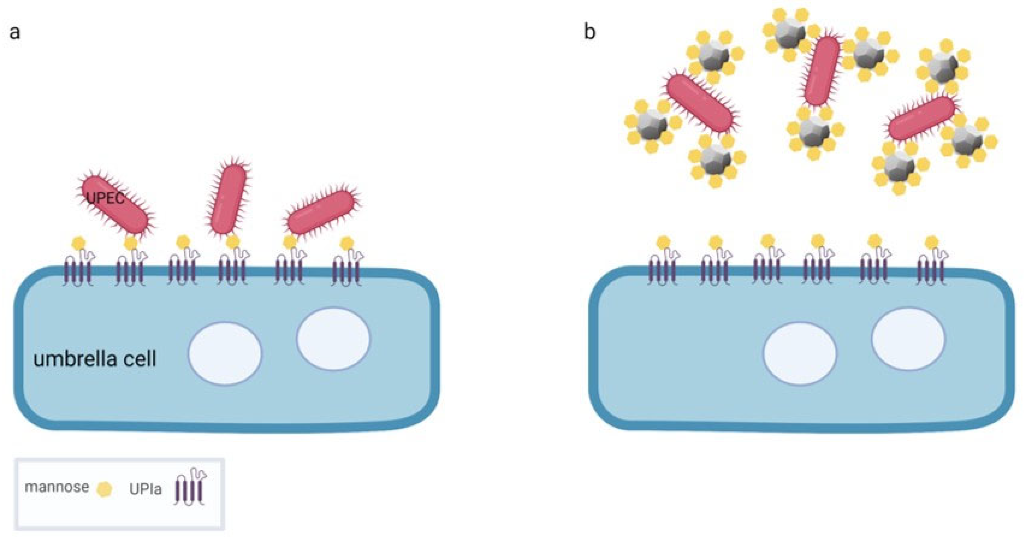 Ijms 23 08183 g004 550