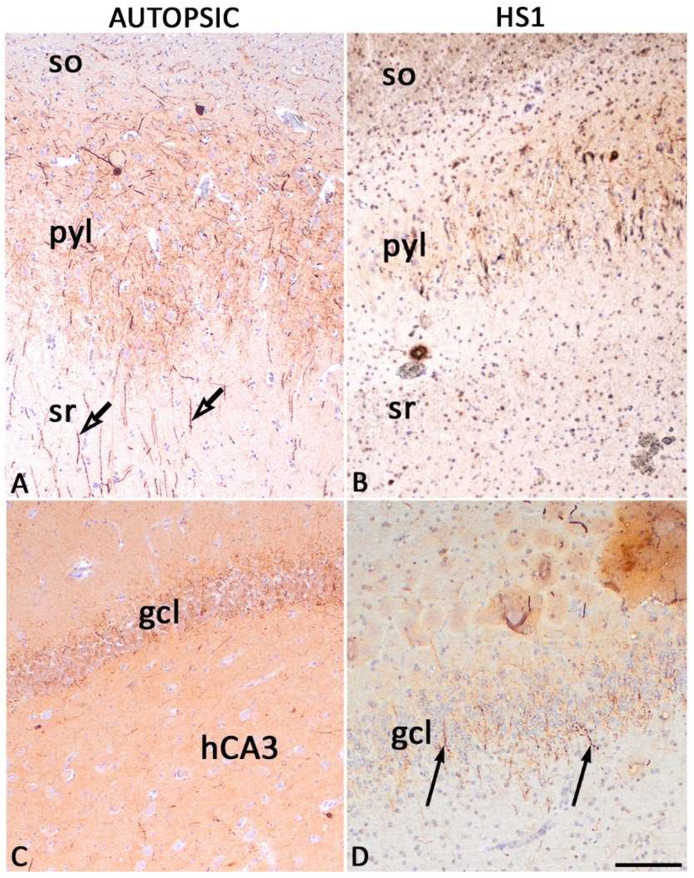 Ijms 23 08197 g007 550