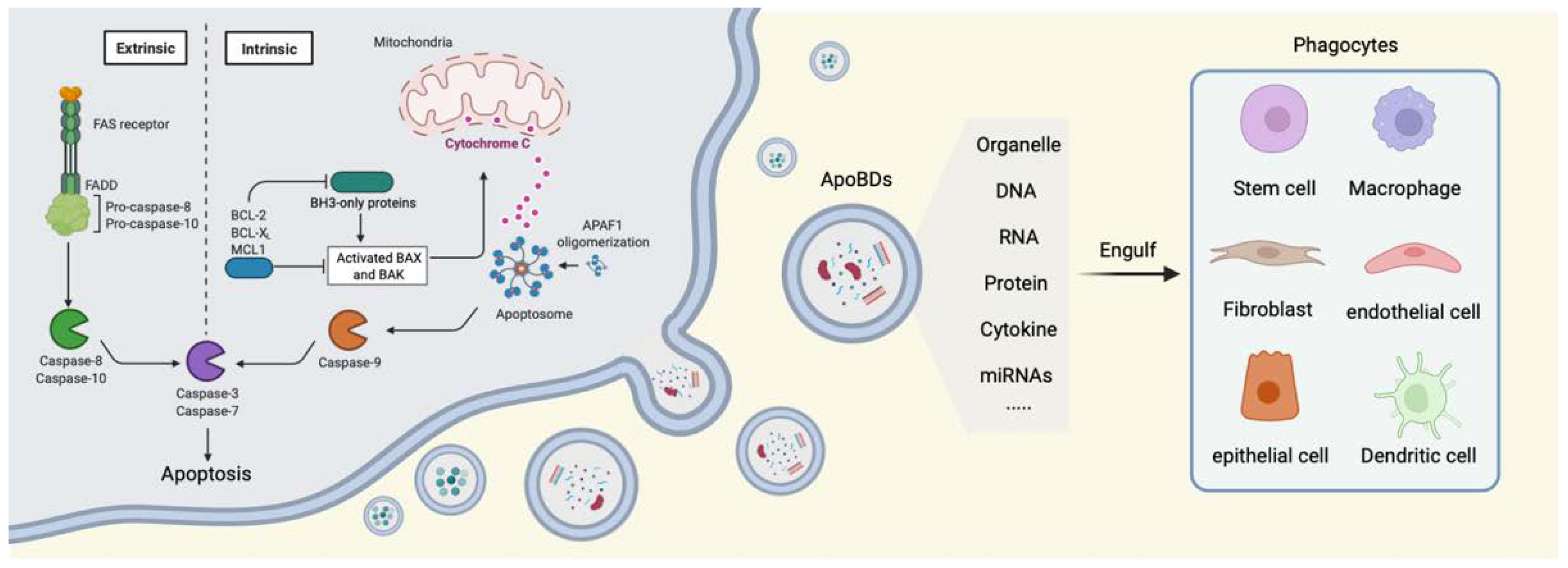 Ijms 23 08202 g001 Ijms 23 08202 g001