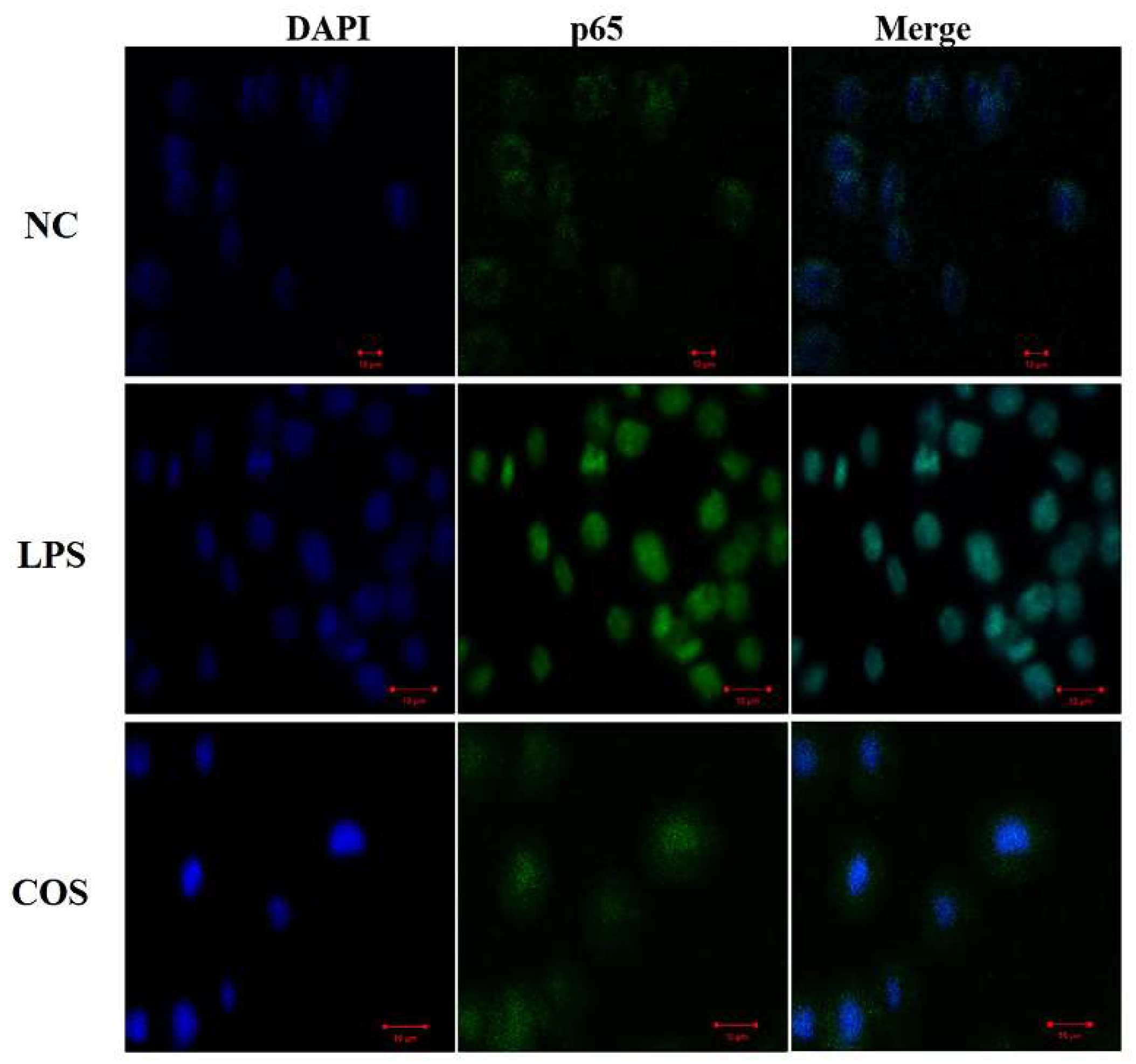 Ijms 23 08205 g007 550