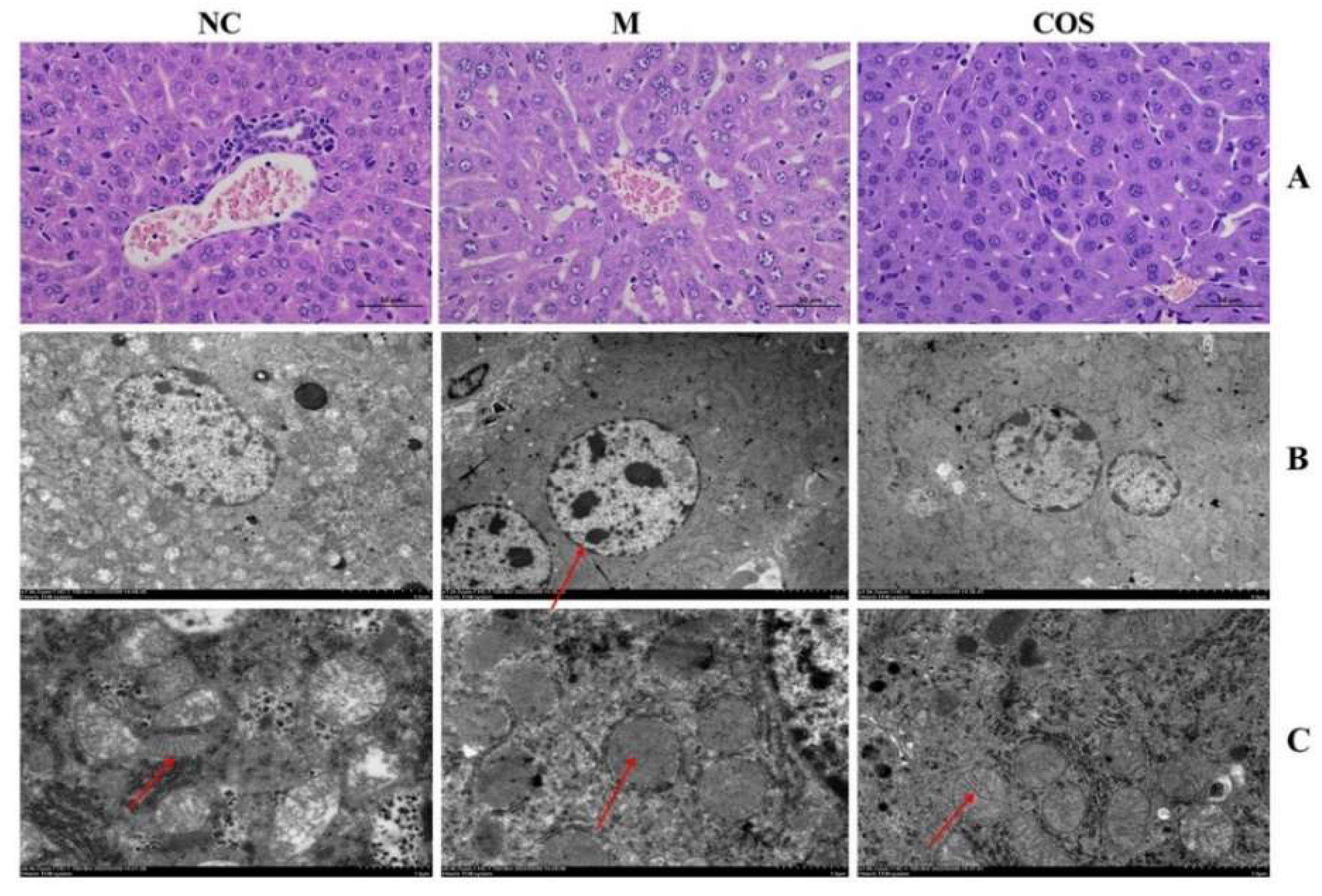 Ijms 23 08205 g009 550