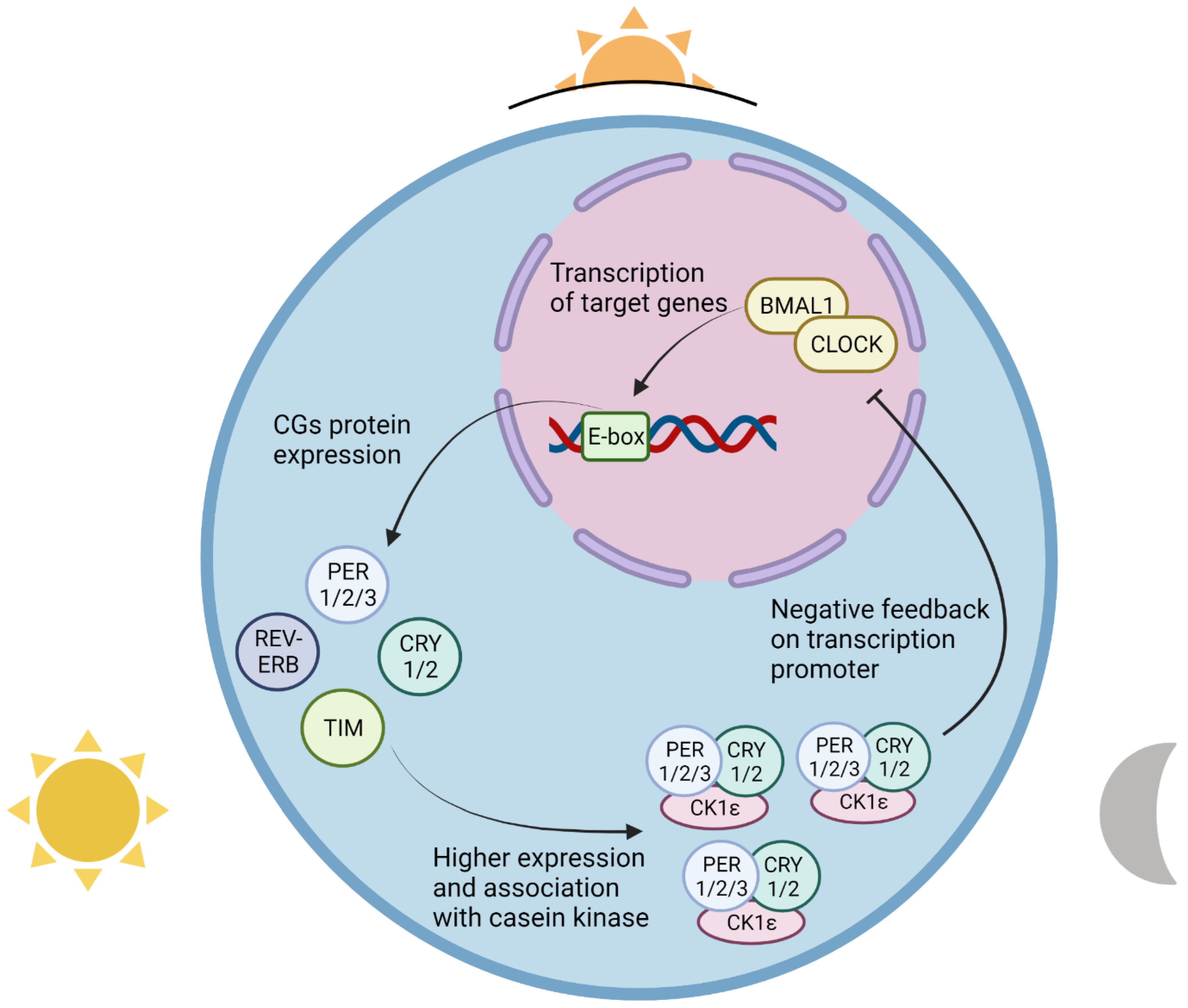 Ijms 23 08212 g001 Ijms 23 08212 g001