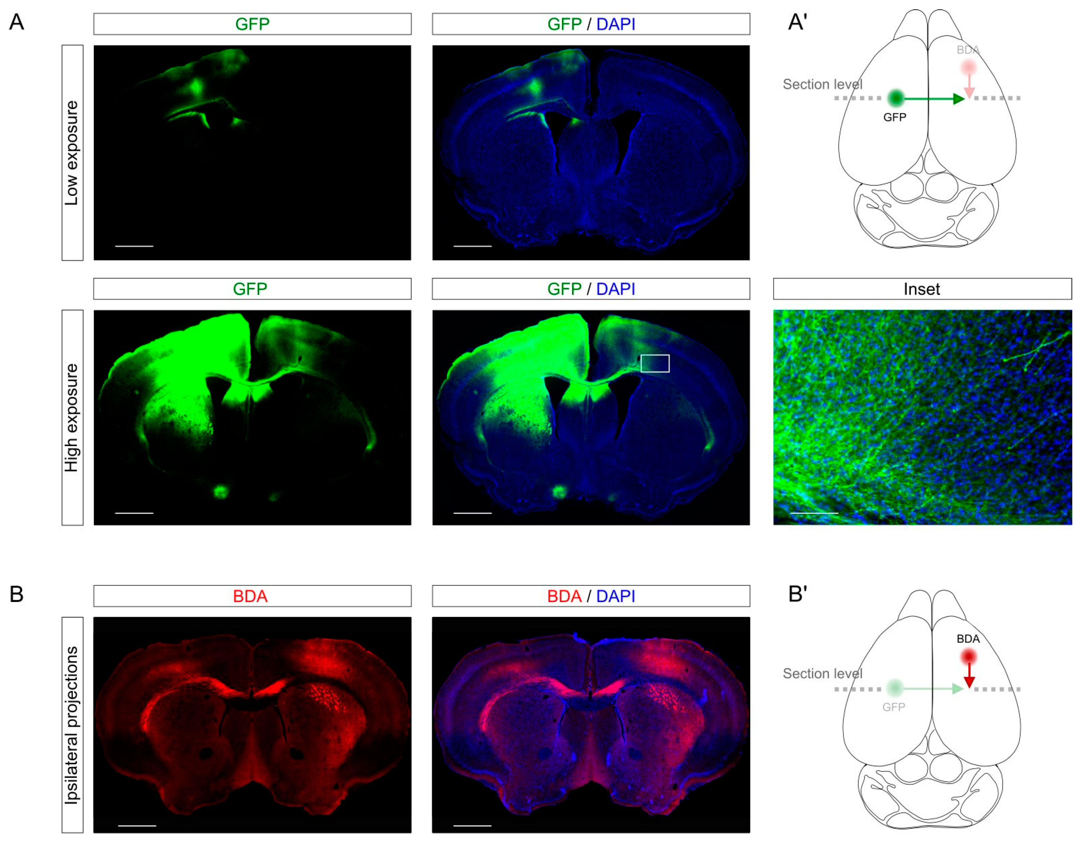 Ijms 23 08224 g002 550