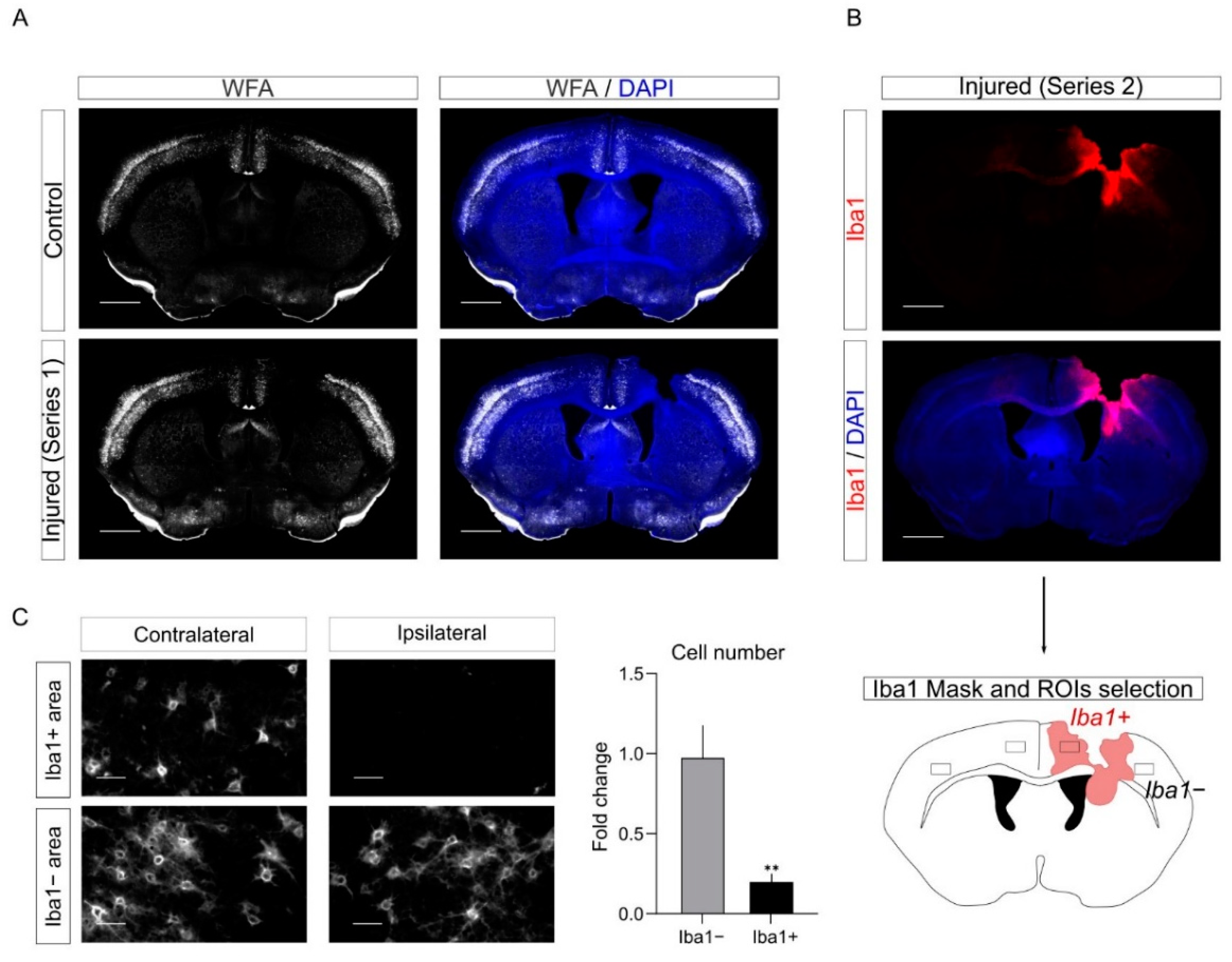 Ijms 23 08224 g008 550