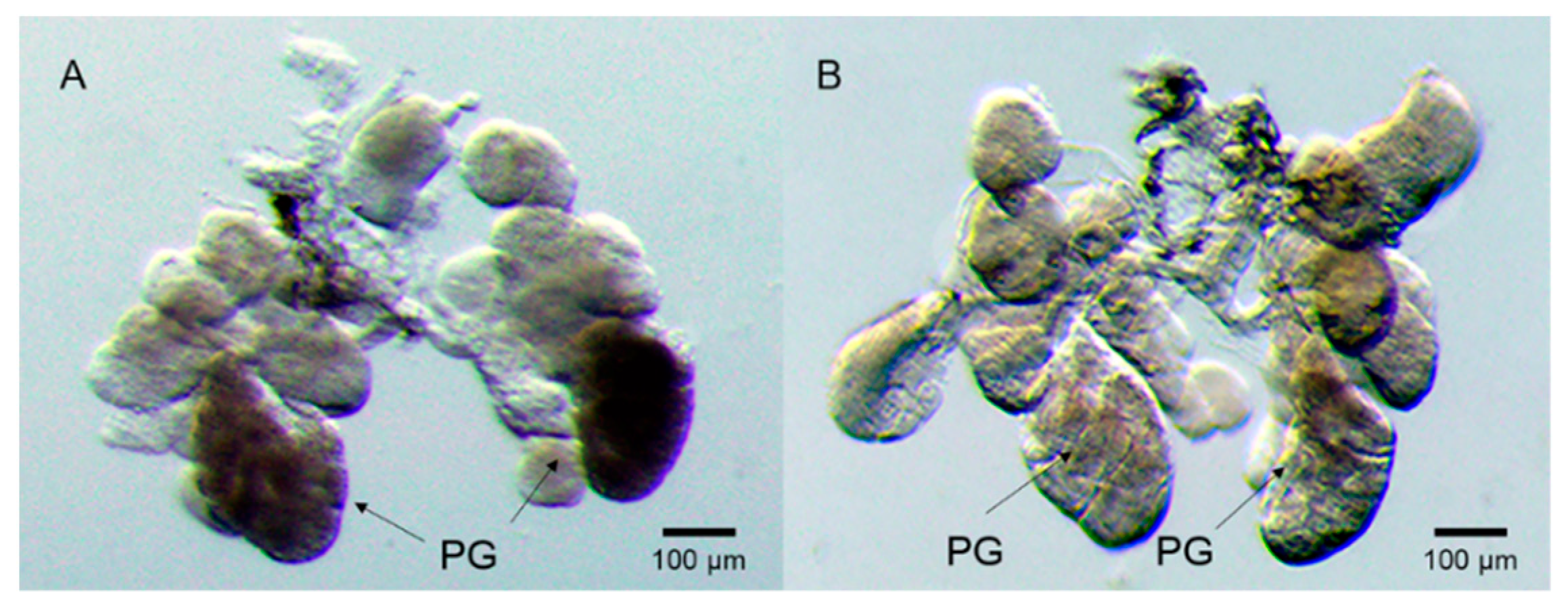 Ijms 23 08239 g005 550