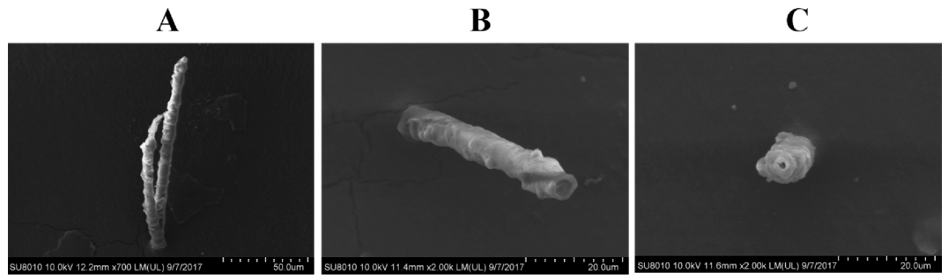 Ijms 23 08239 g006 550