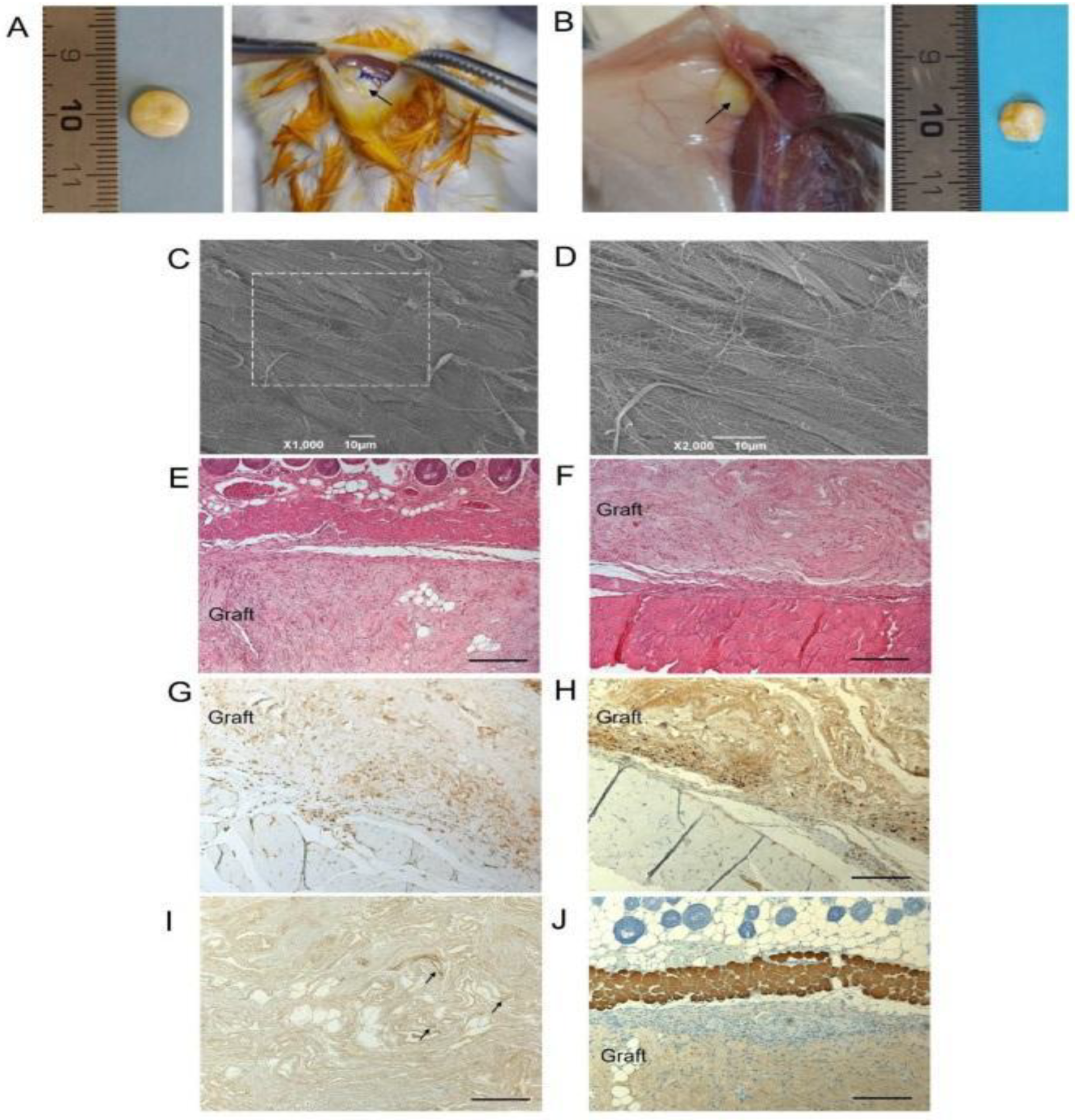 Ijms 23 08245 g005 Ijms 23 08245 g005