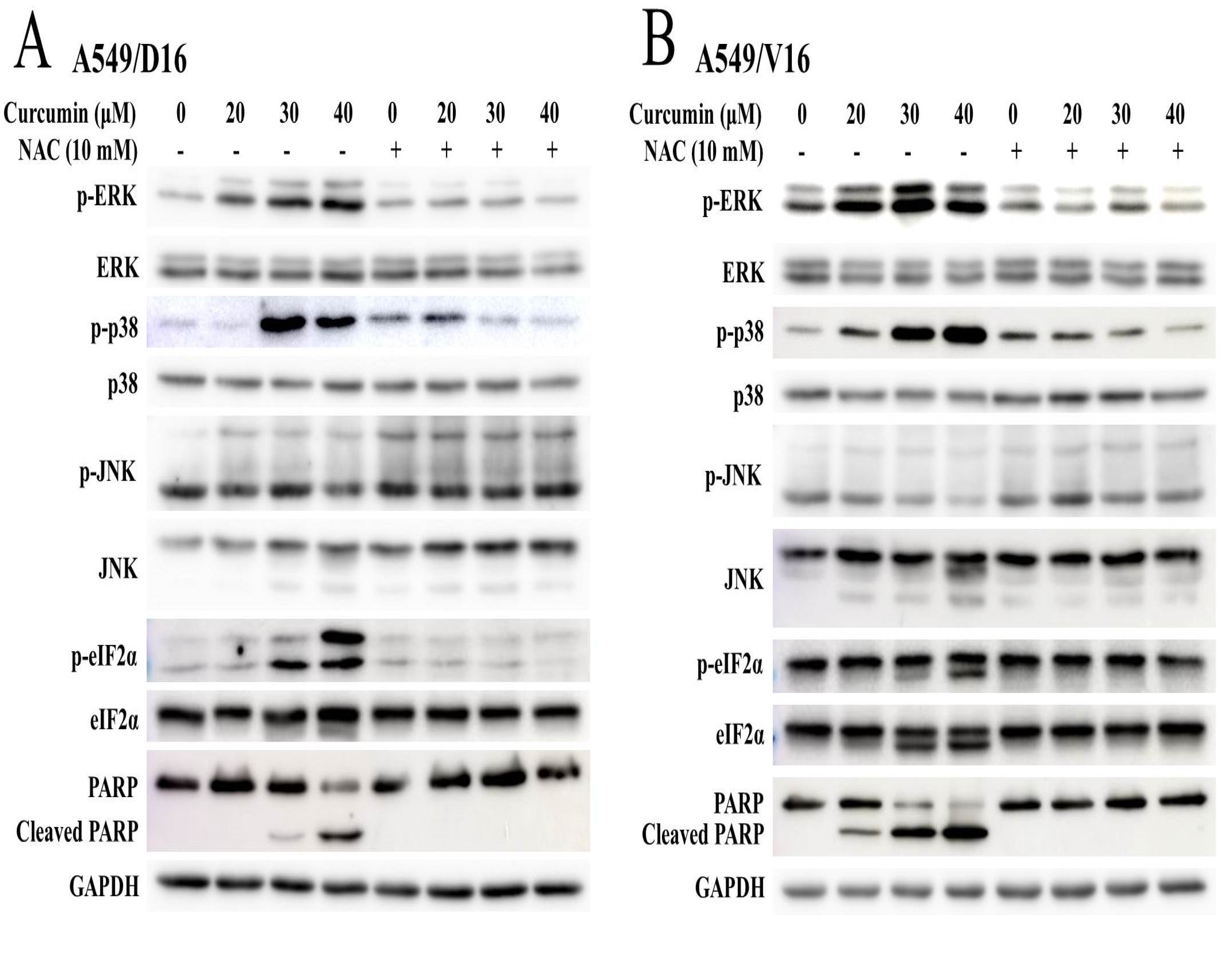 Ijms 23 08248 g004 550