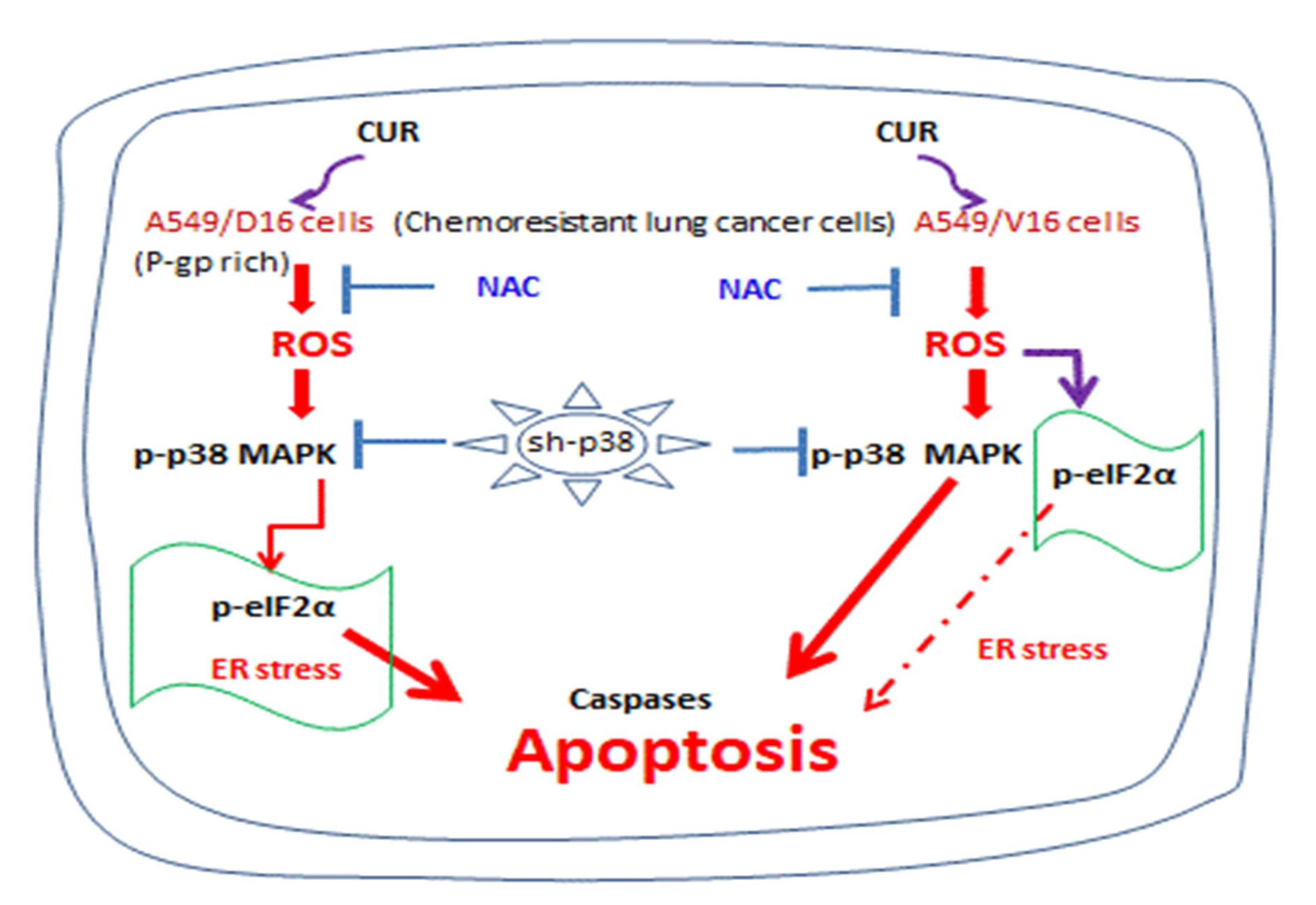 Ijms 23 08248 g008 550