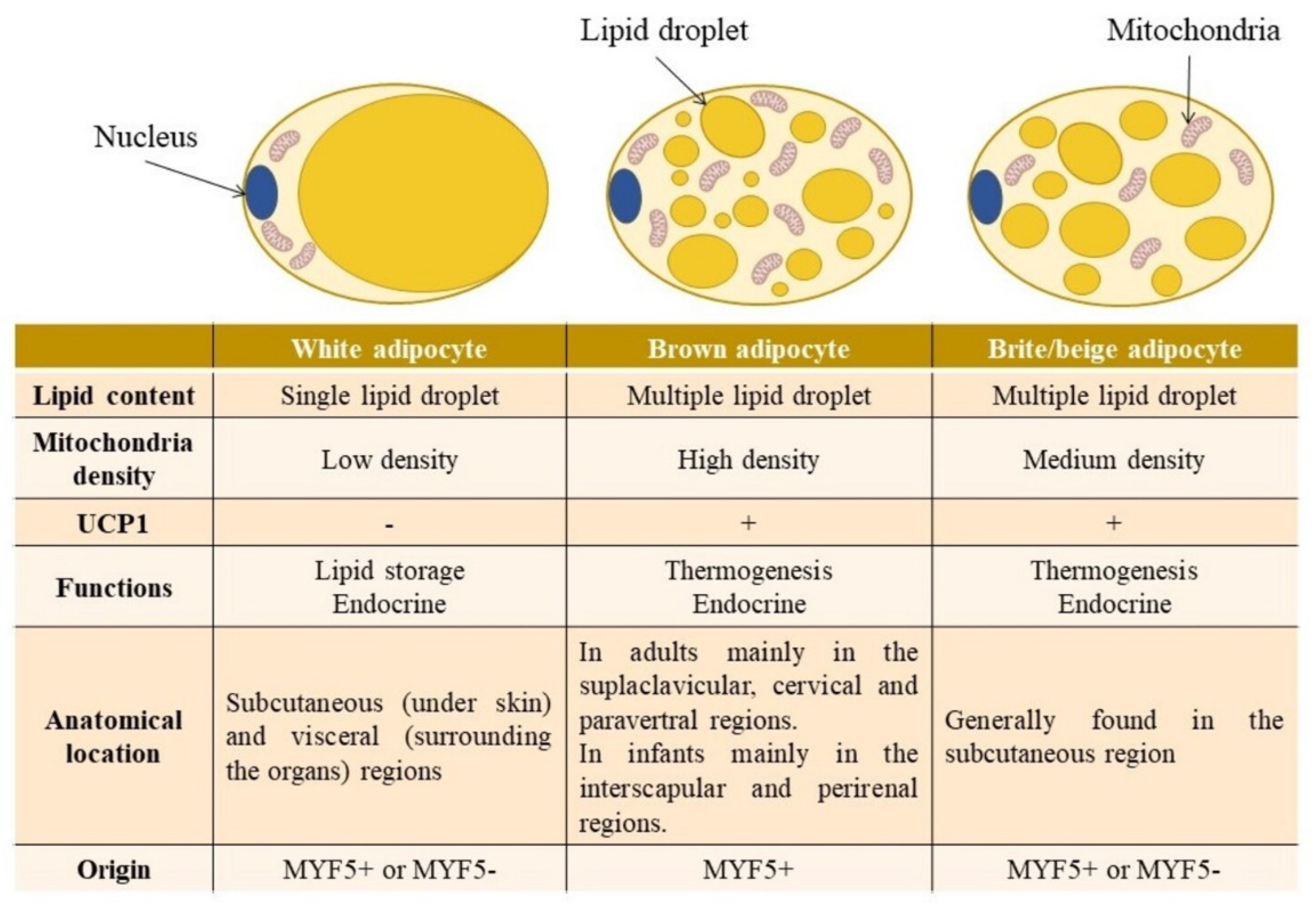 Ijms 23 08250 g001 Ijms 23 08250 g001