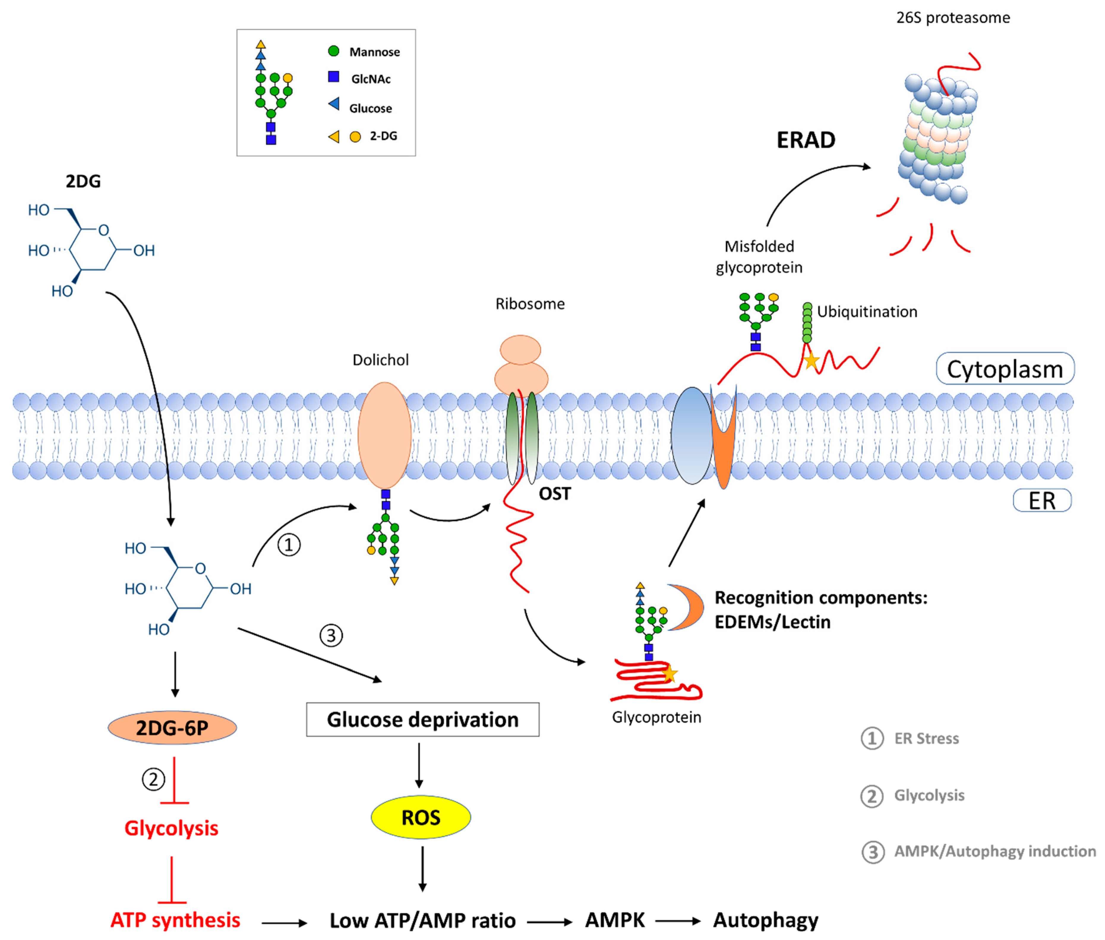 Ijms 23 08251 g006 Ijms 23 08251 g006