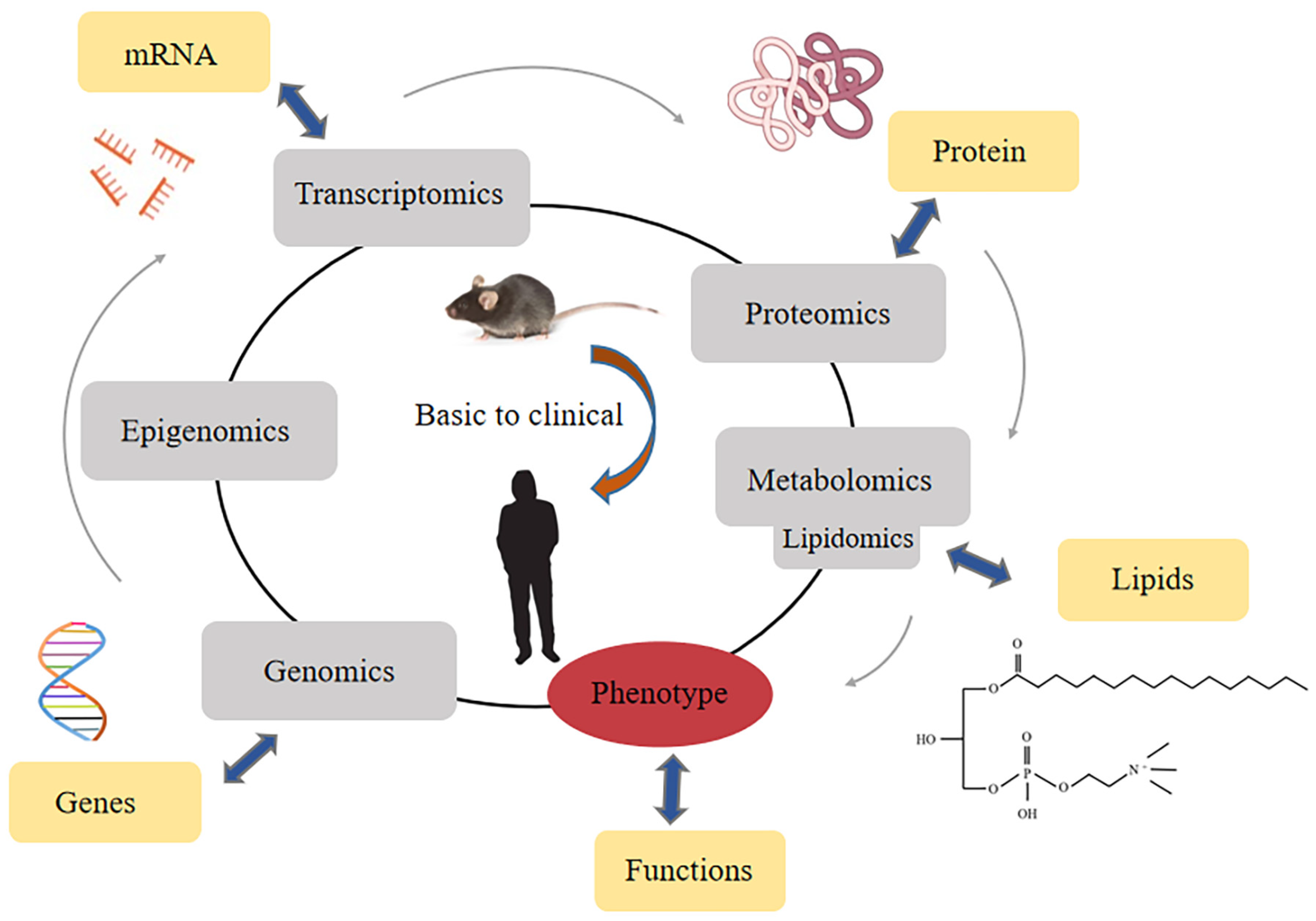 Lysophosphatidylcholine: Potential Target for the Treatment