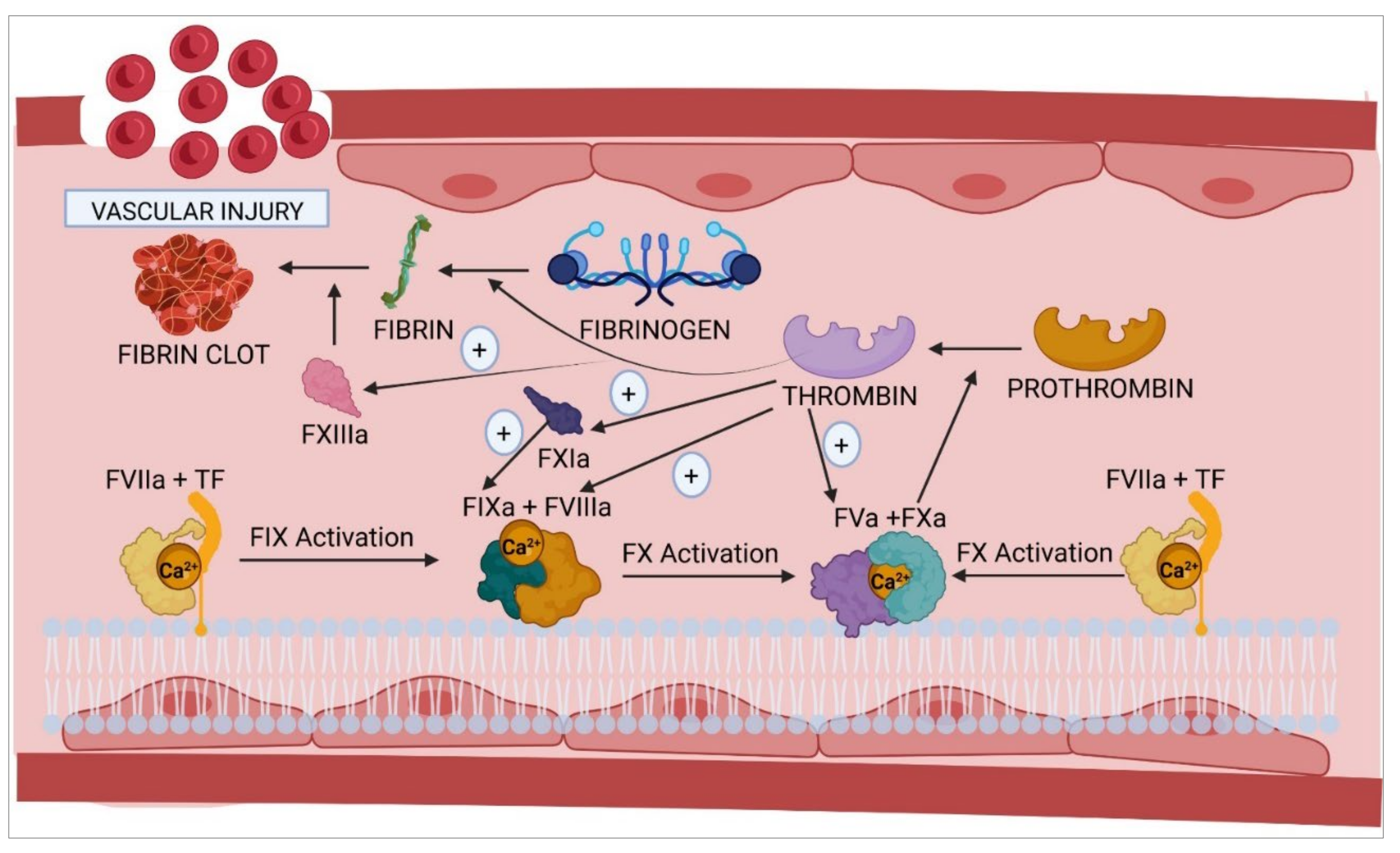 IJMS Free Full-Text The Vascular Endothelium and Coagulation Homeostasis, Disease, and Treatment, with a Focus on the Von Willebrand Factor and Factors VIII and V