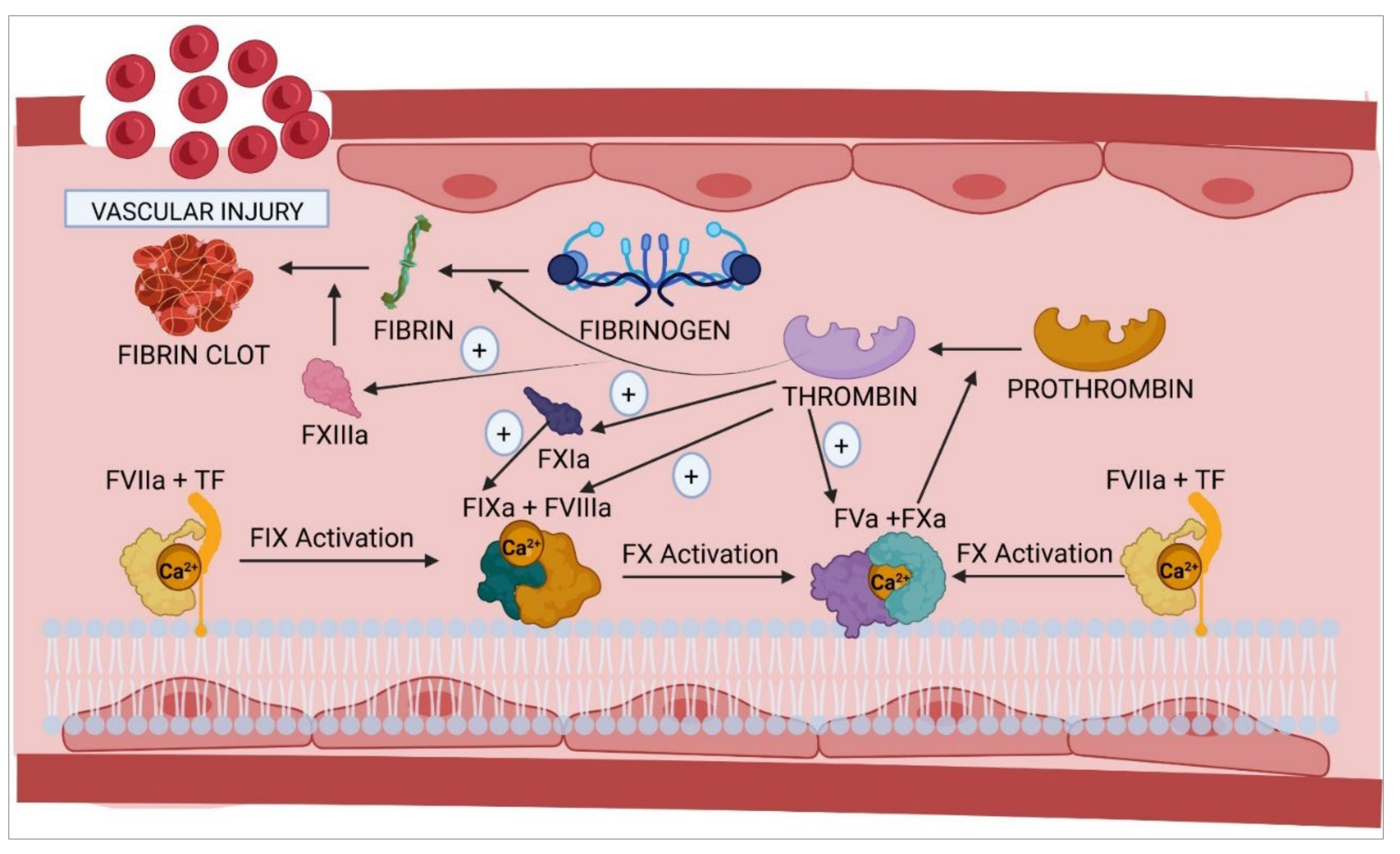 Macro- and microscale fluid flow systems for endothelial cell