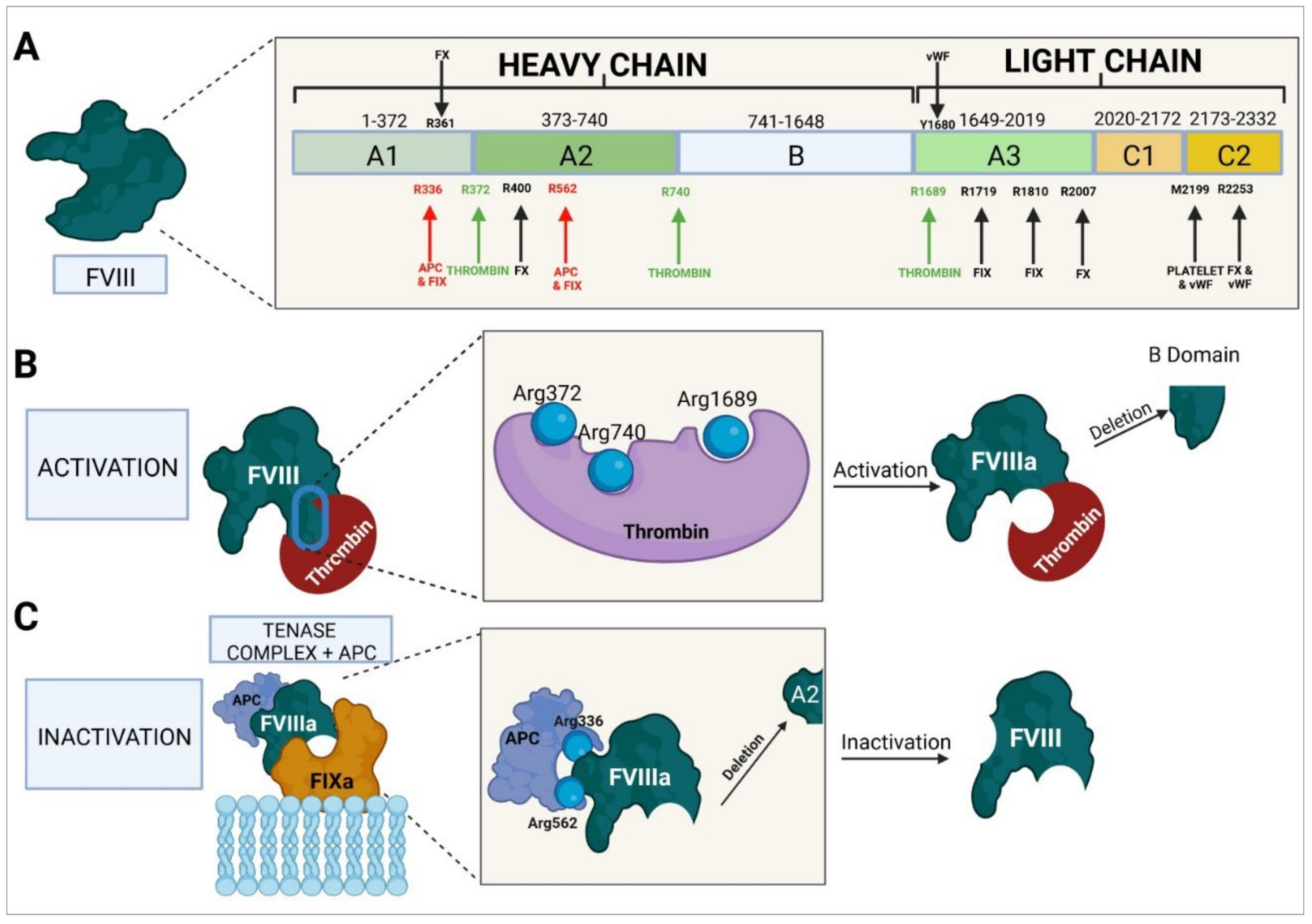 Ijms 23 08283 g004 Ijms 23 08283 g004