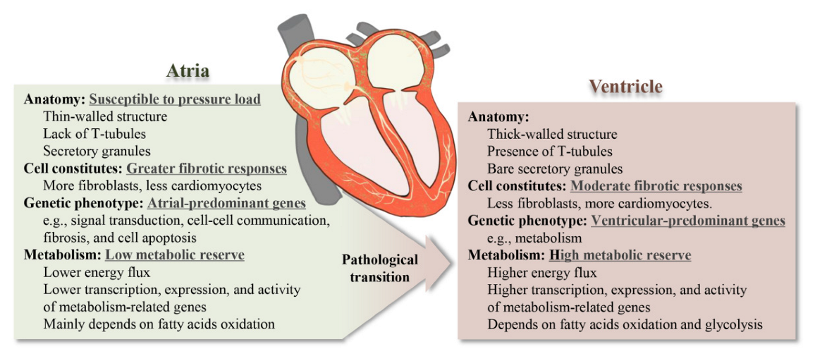 Ijms 23 08291 g001 550