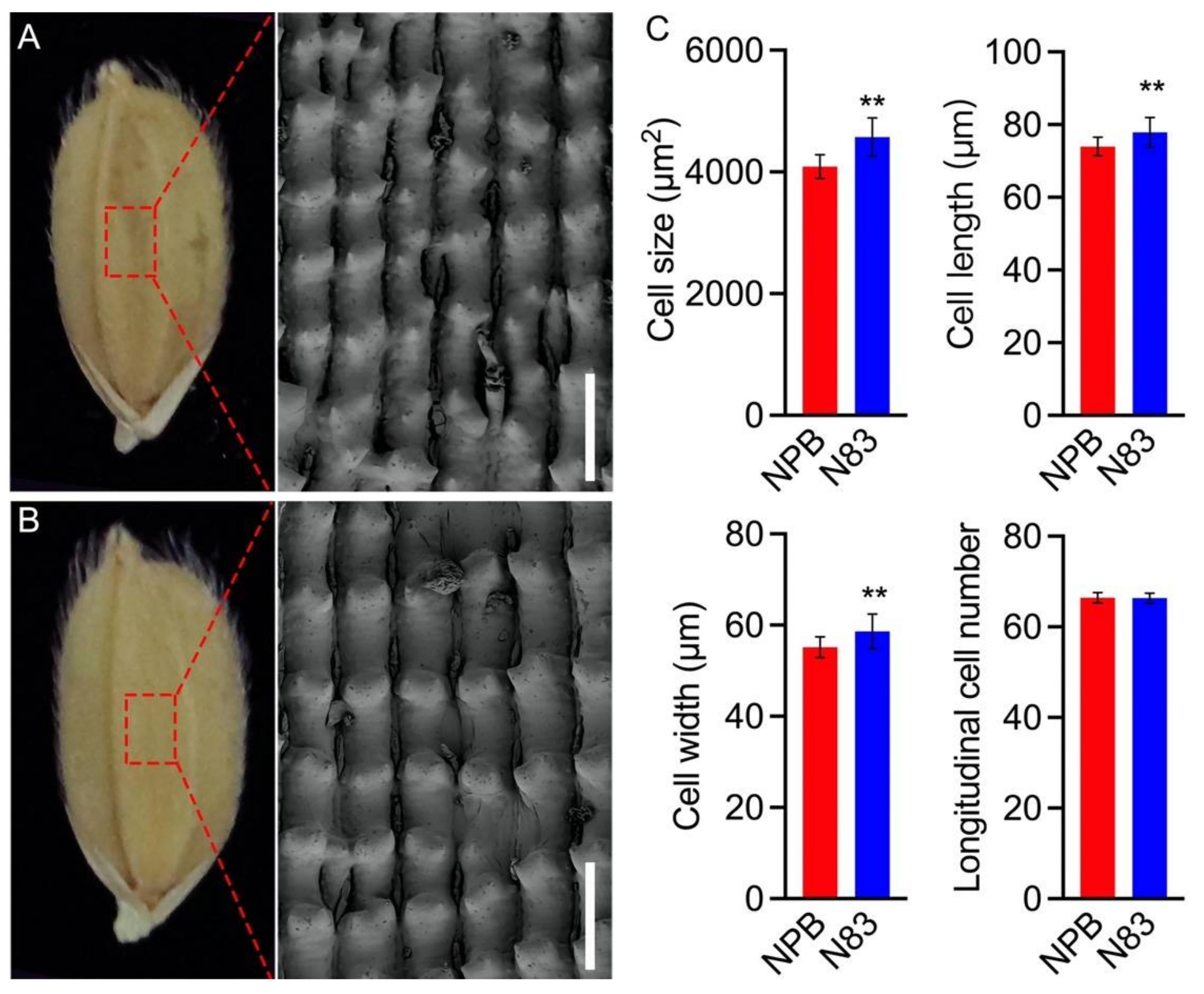 Ijms 23 08296 g003 550