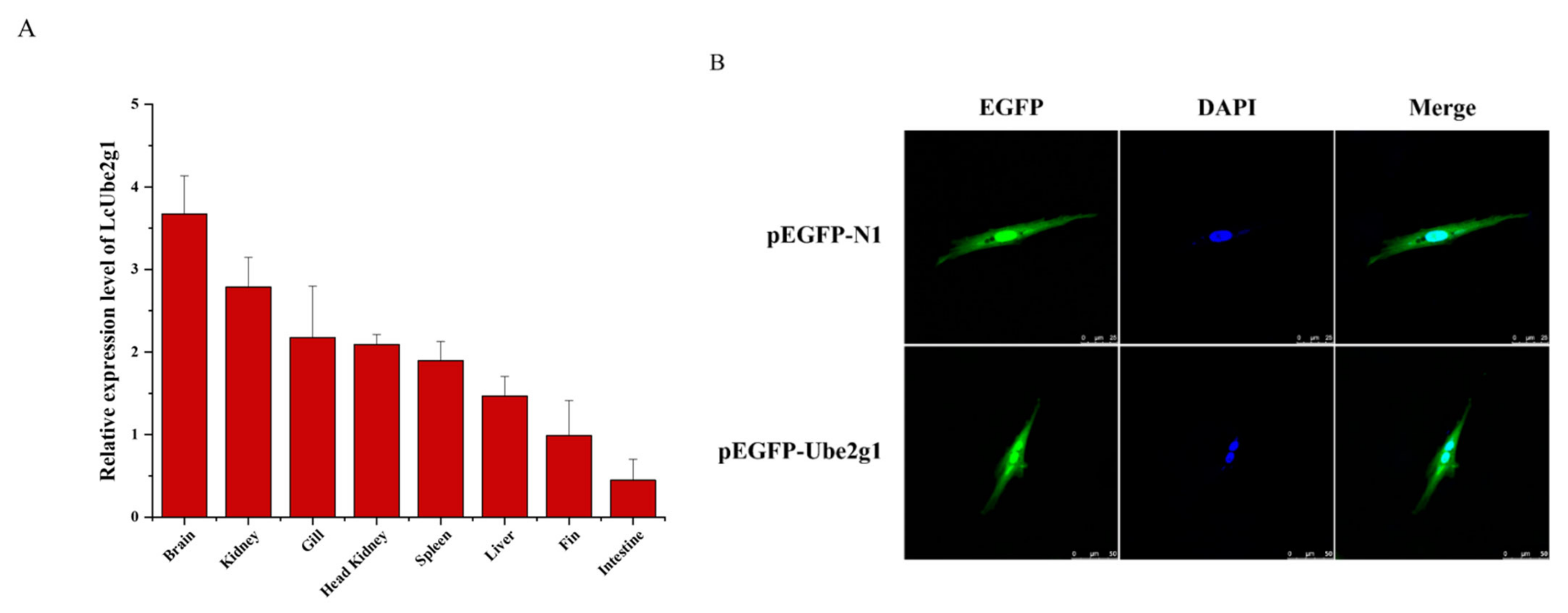 Ijms 23 08298 g003 550