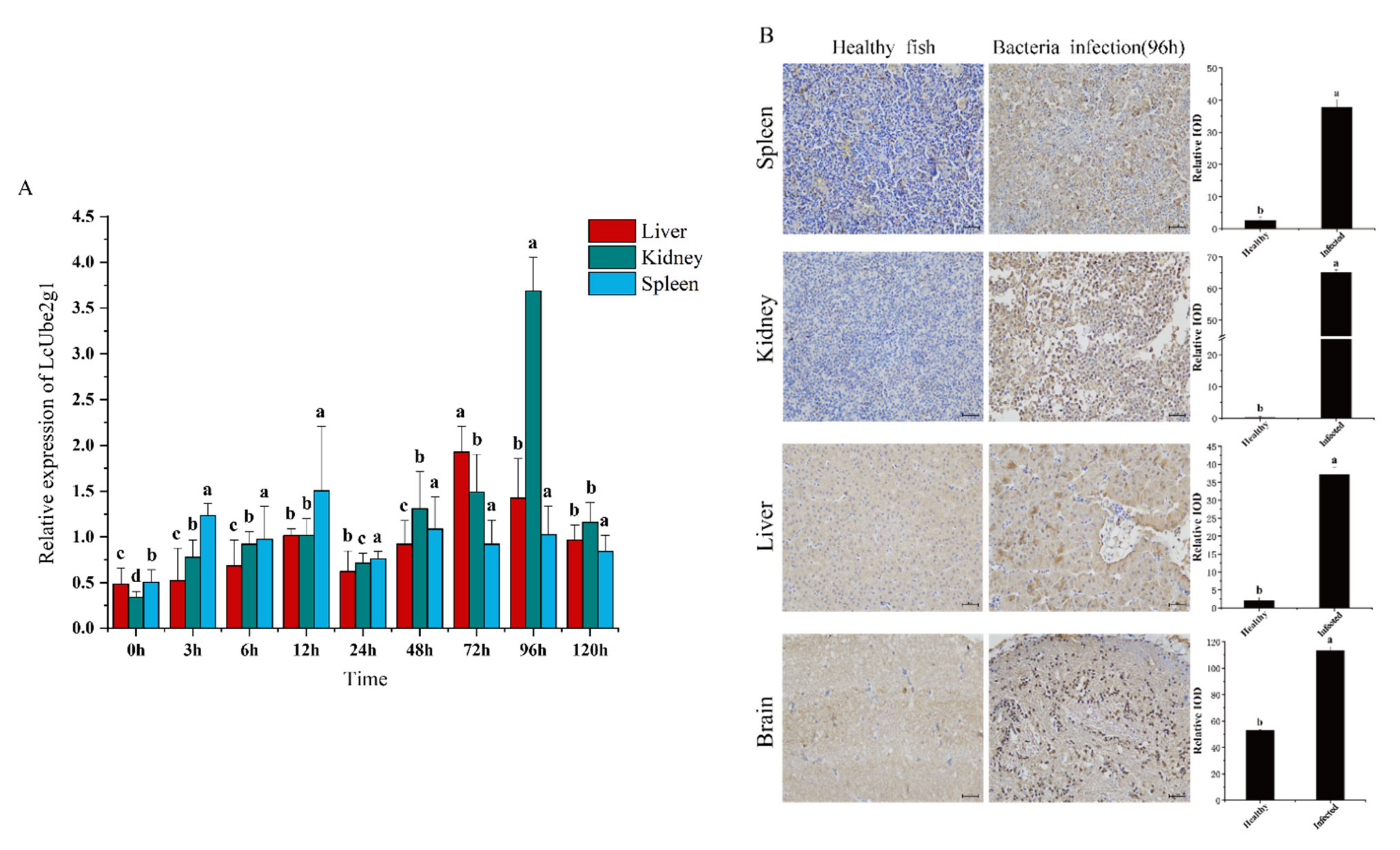 Ijms 23 08298 g004 550