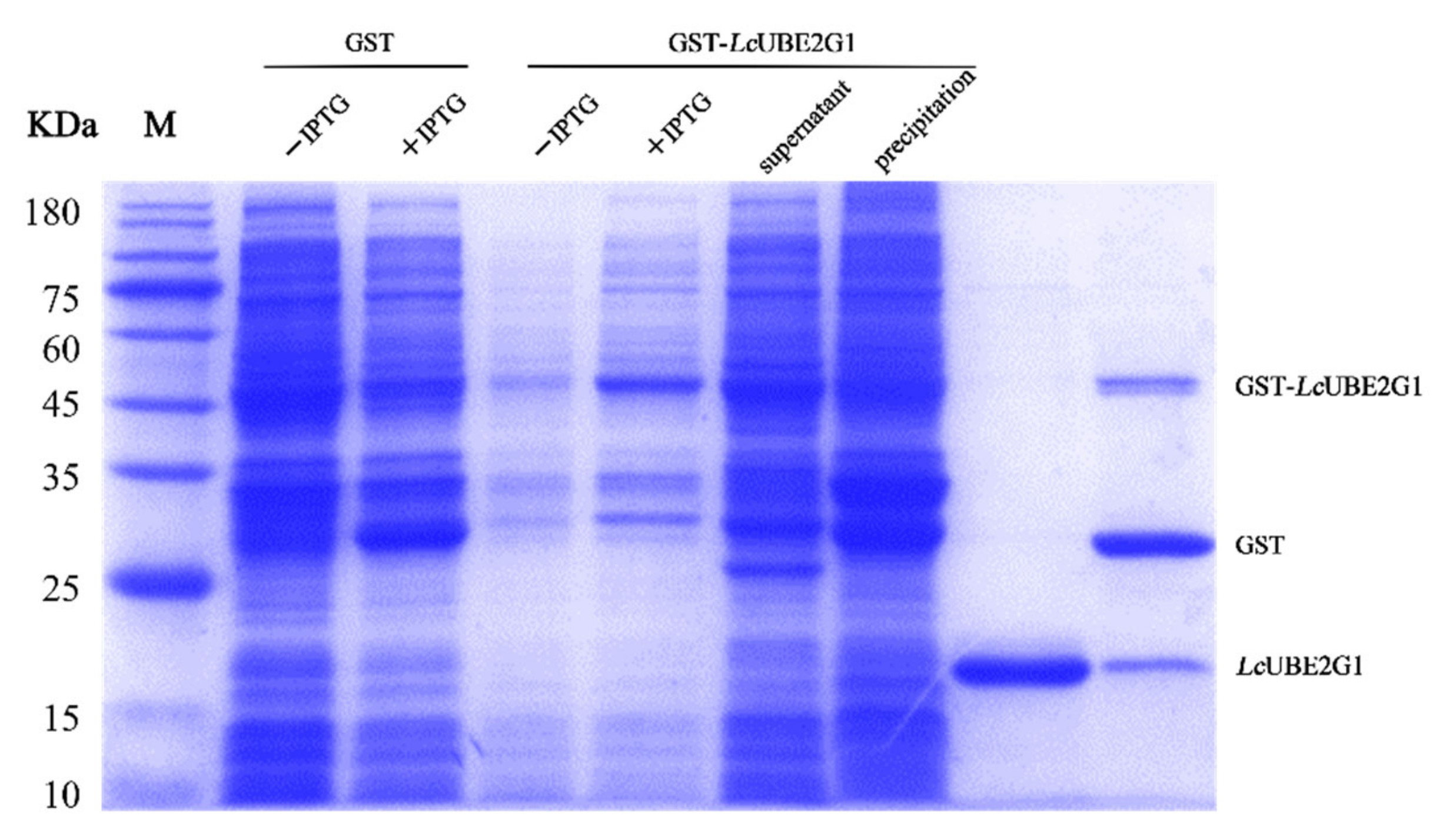 Ijms 23 08298 g005 550