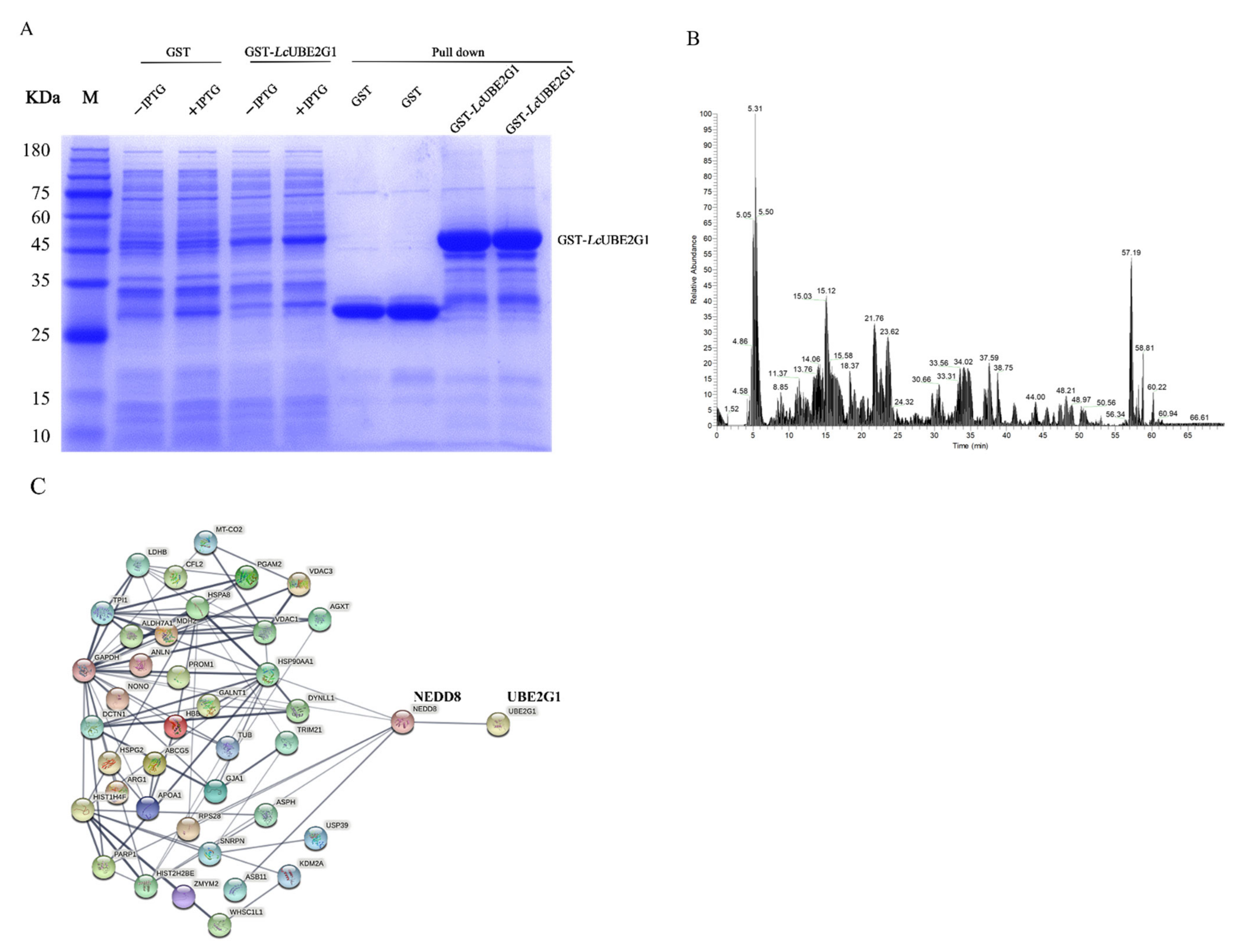 Ijms 23 08298 g007 550