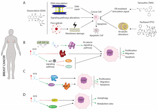 LncRNA H19 Impairs Chemo and Radiotherapy in Tumorigenesis