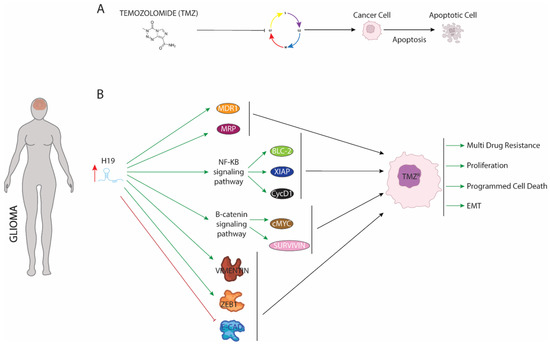 LncRNA H19 Impairs Chemo and Radiotherapy in Tumorigenesis